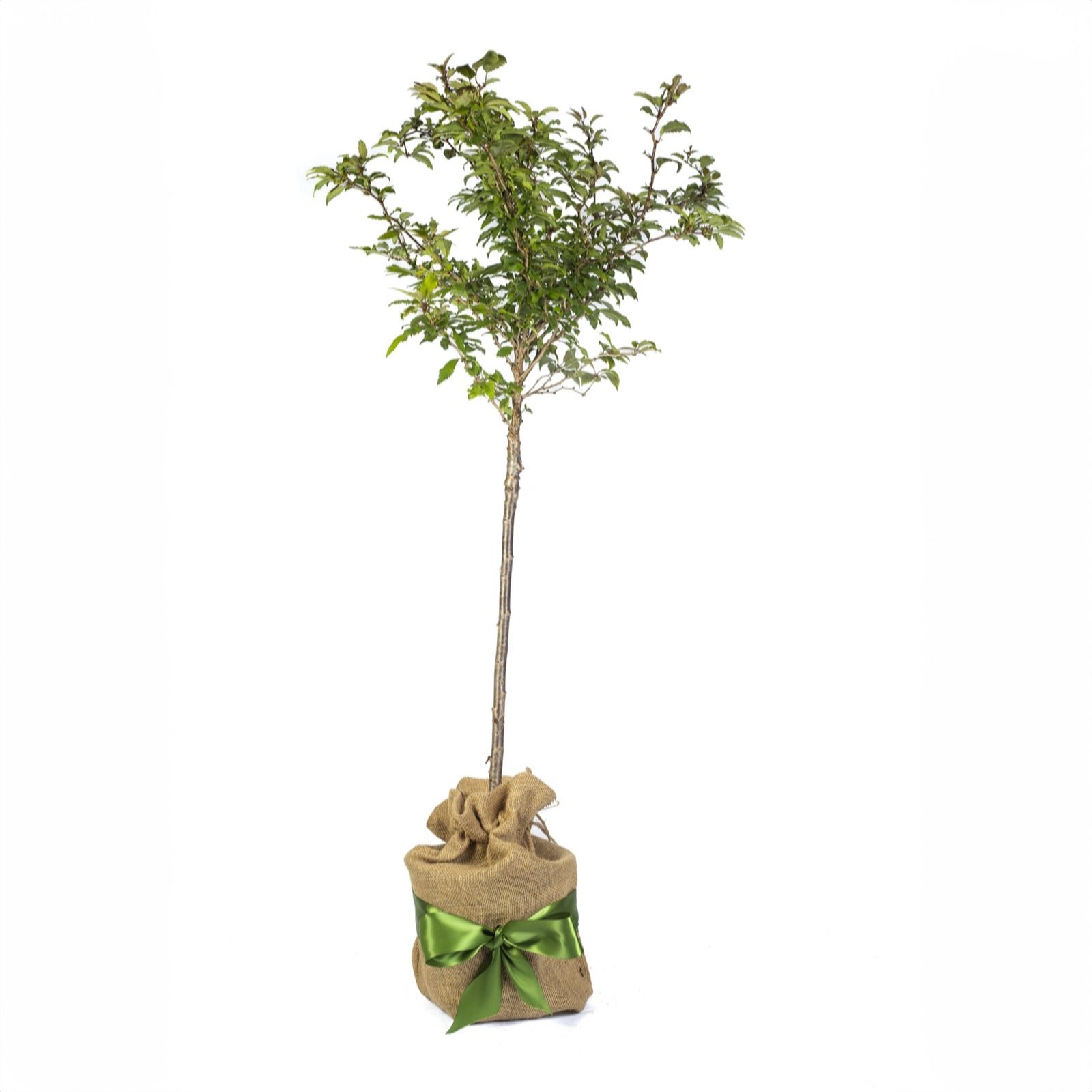 Yougarden Pink Prunus 'Kojo No Mai' Standard 90Cm Tall Gift Wrapped