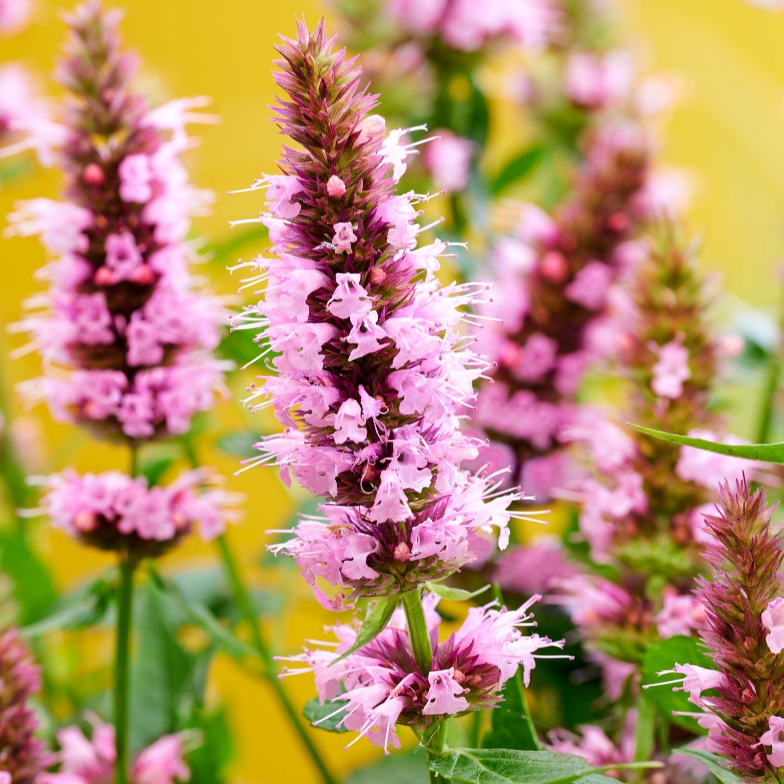 Richard Jackson Pink Agastache Beelicious 2L Pot