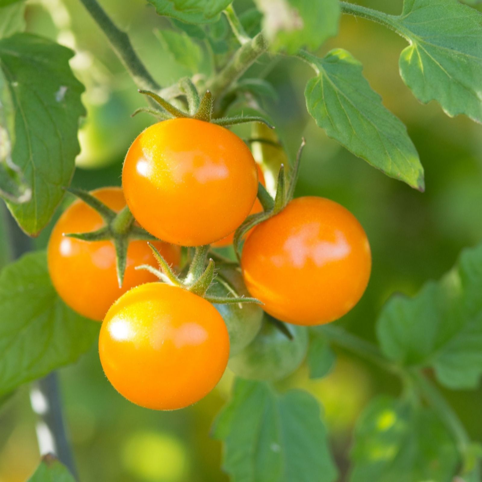 Thompson & Morgan Tomato Magnusa 2 Litre Pot X 1