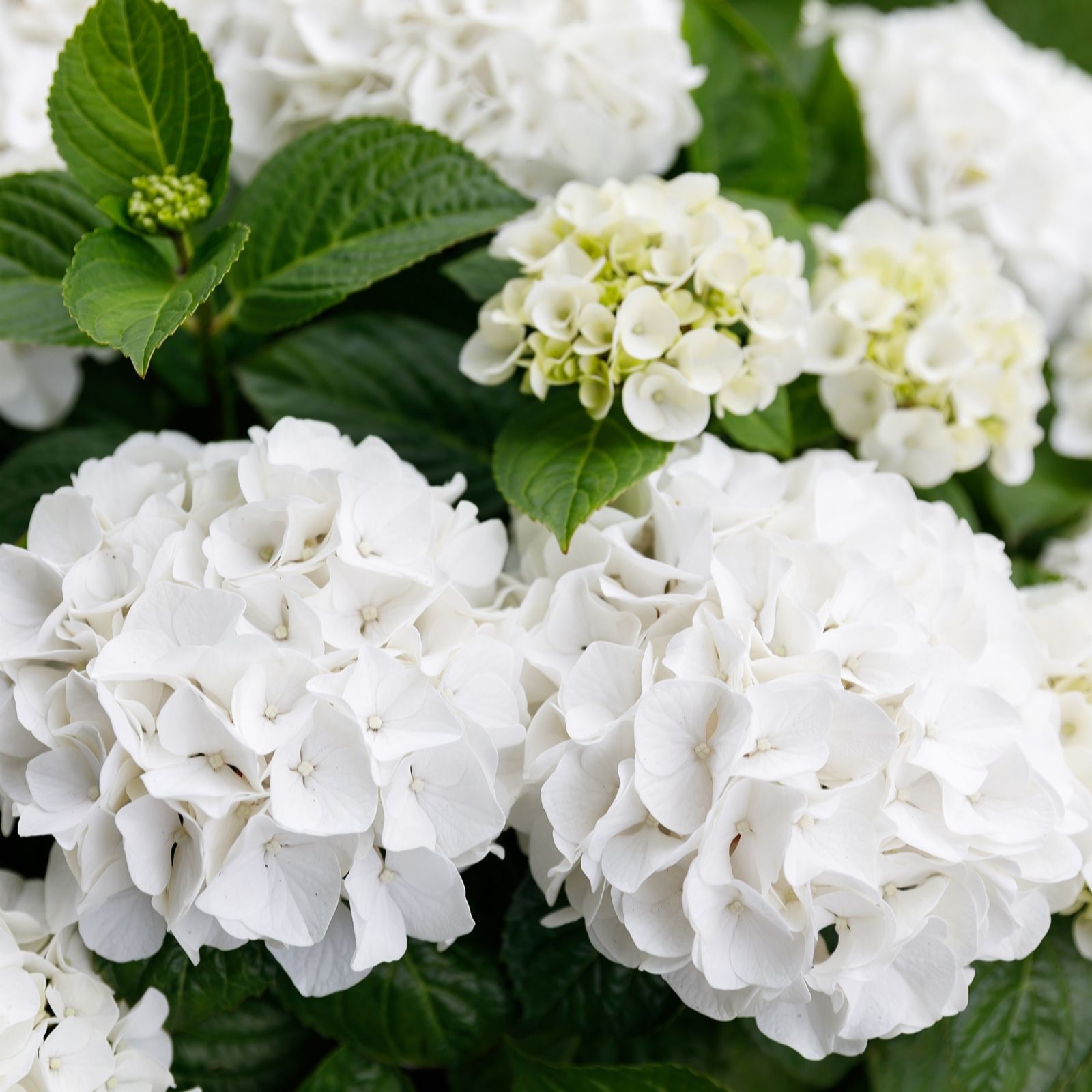 Plants 2 Gardens Cream/White/Pink Plants2gardens Hydrangea Forever & Ever 2Ltr