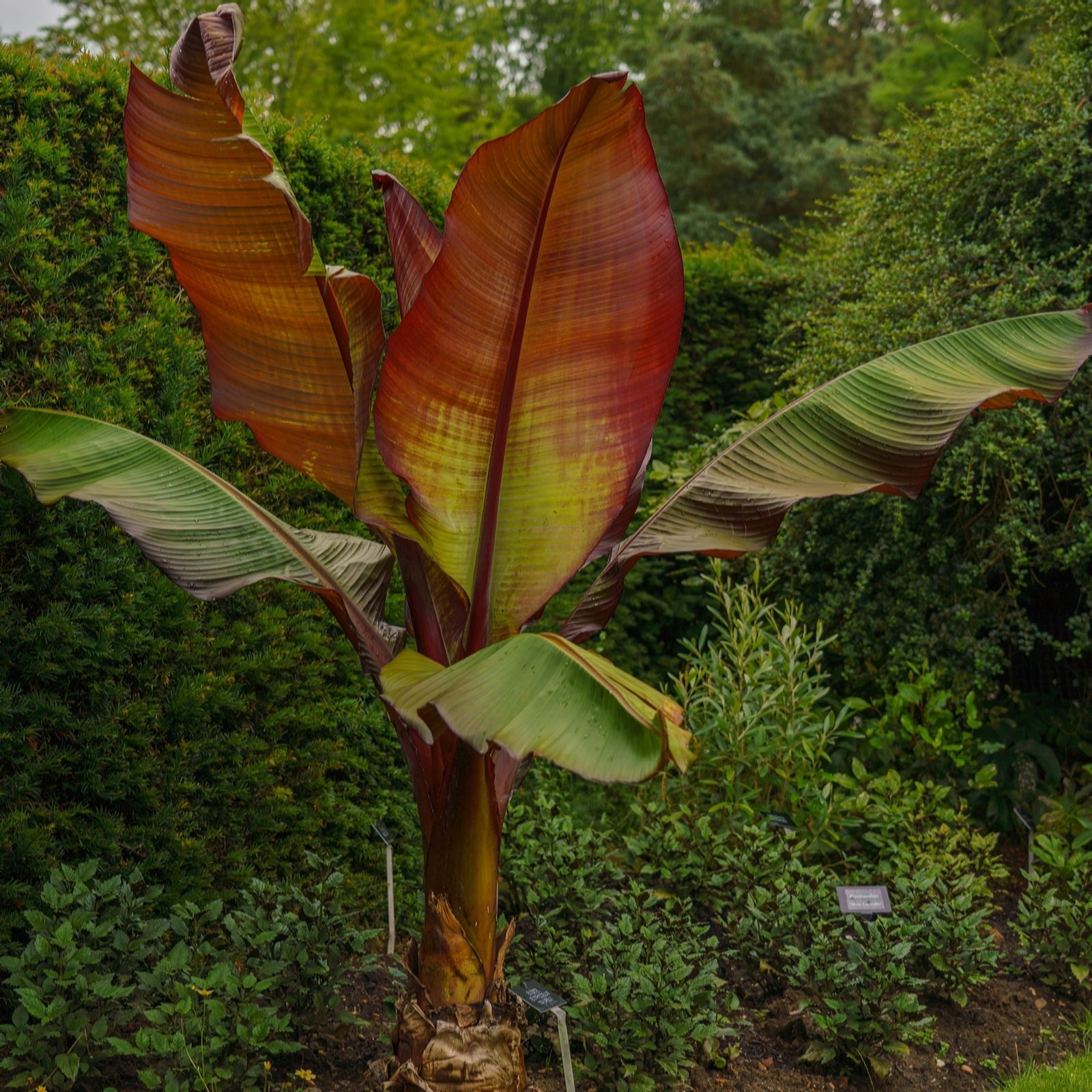 Hayloft Plants Dark/Green/Burgundy Hayloft Ensete The Banana Palm 10.5Cm Pot X 2