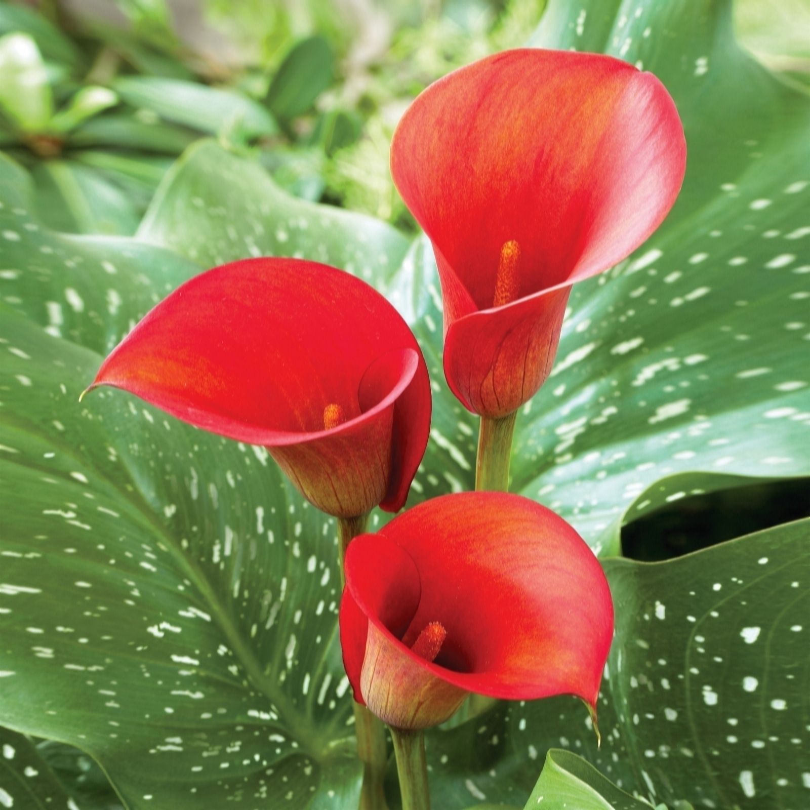 De Jager Zantedeschia Giant Bulbs X 5