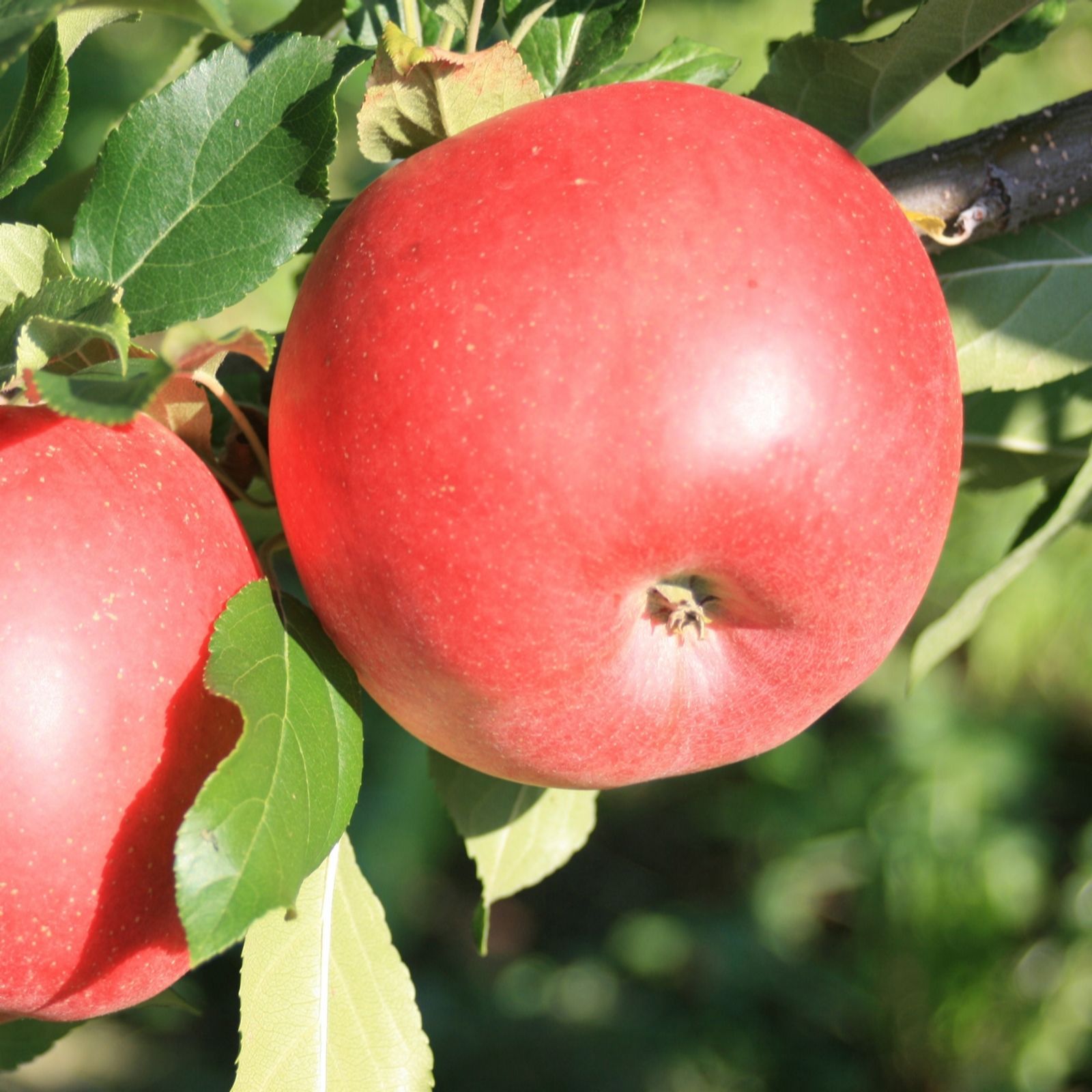 Yougarden Red Patio Tree Apple Sun Bare Root