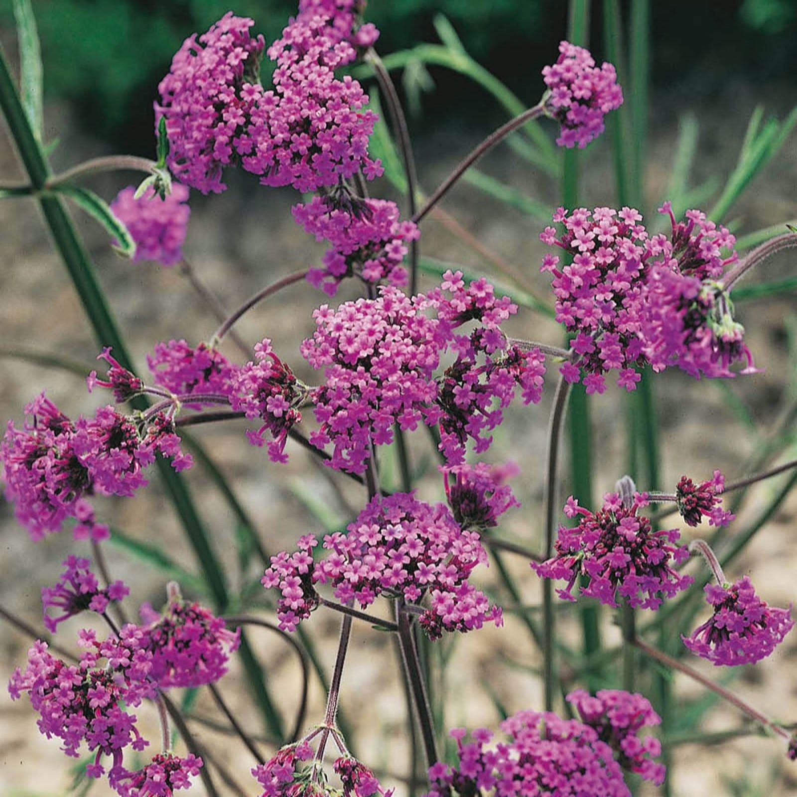 Yougarden Lilac/Purple Verbena Bonariensis 9Cm Pots X6
