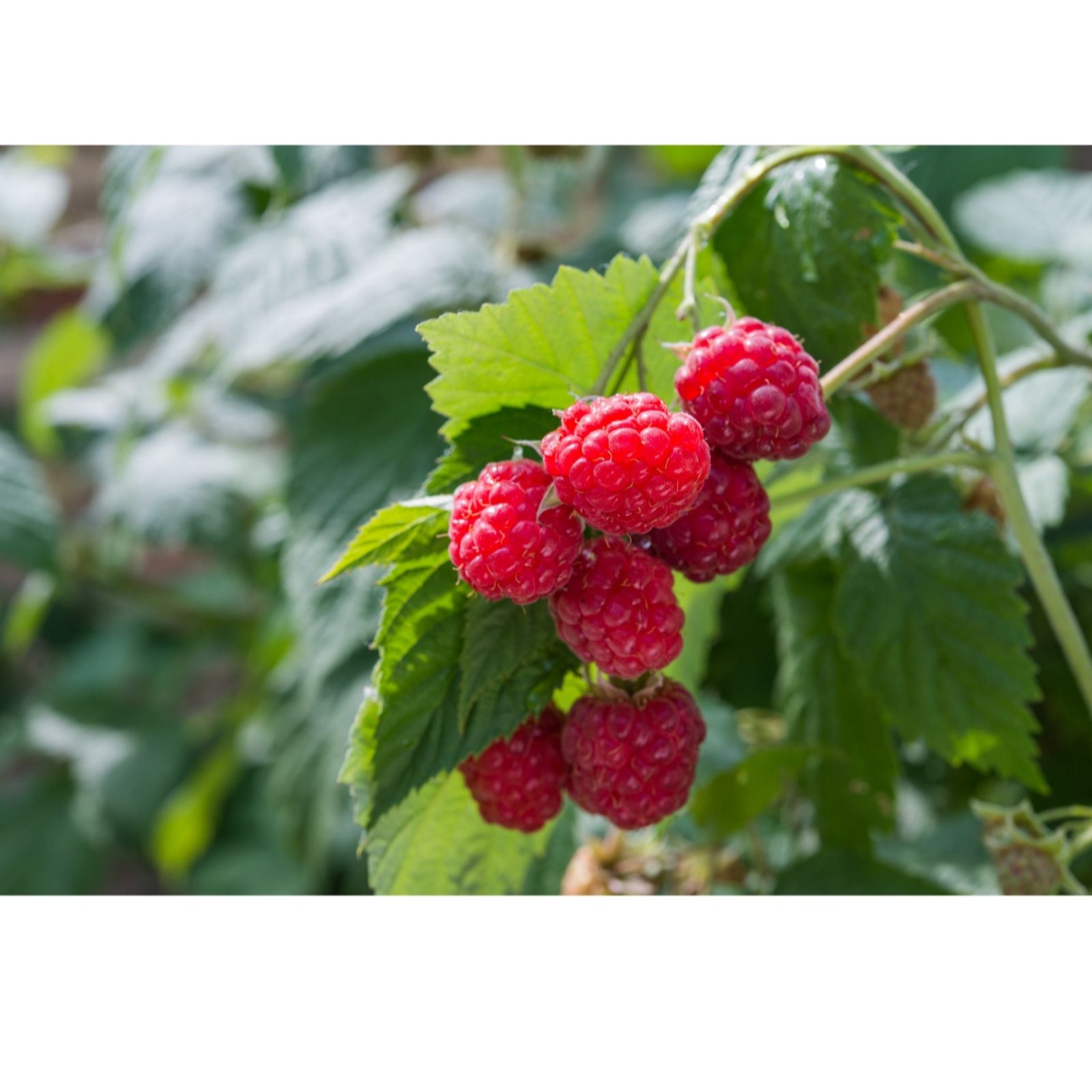 Thompson & Morgan Raspberry Full Season Collection 9 Canes