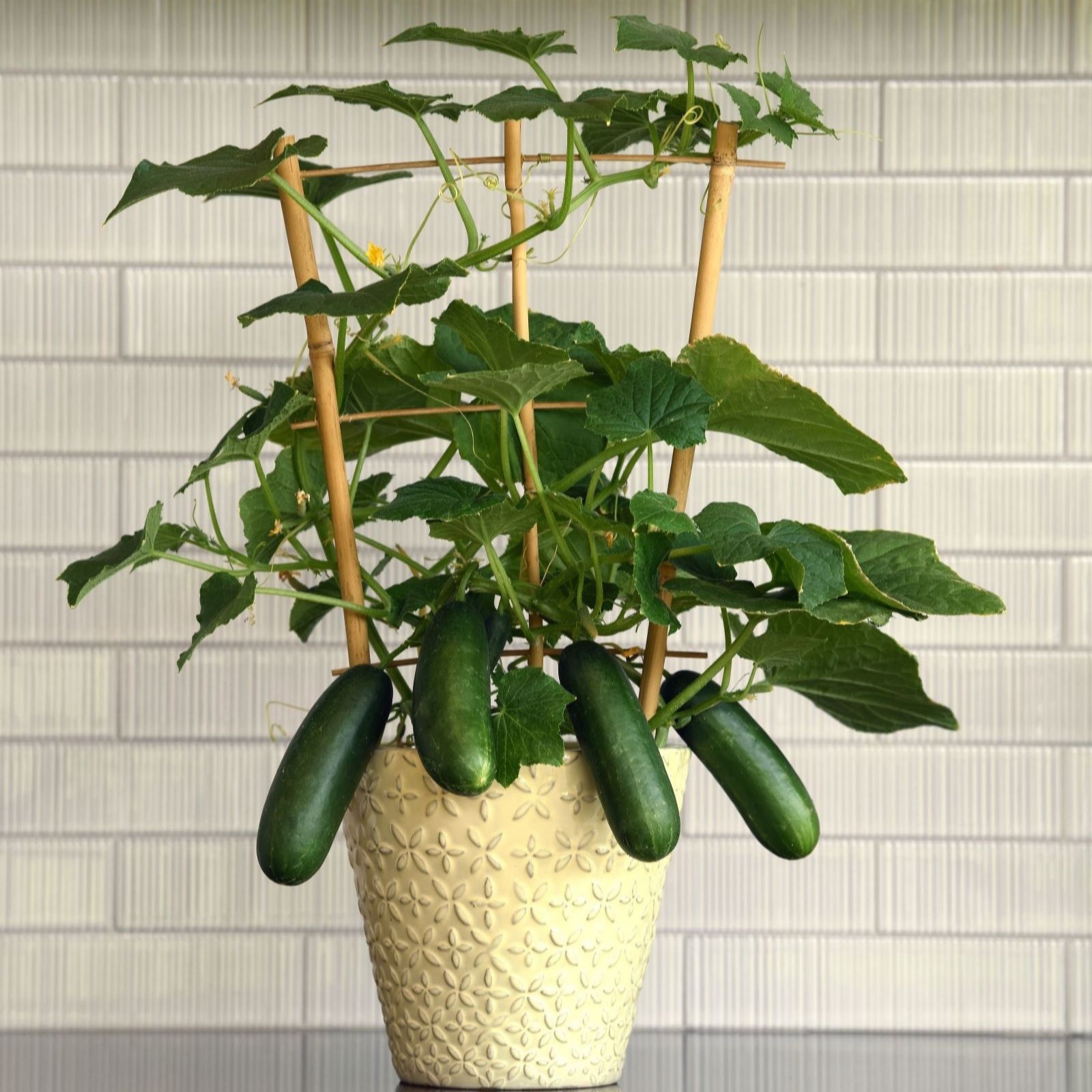 Thompson & Morgan Suttons Cucumber Quick Snack 2 Litre Pot X1