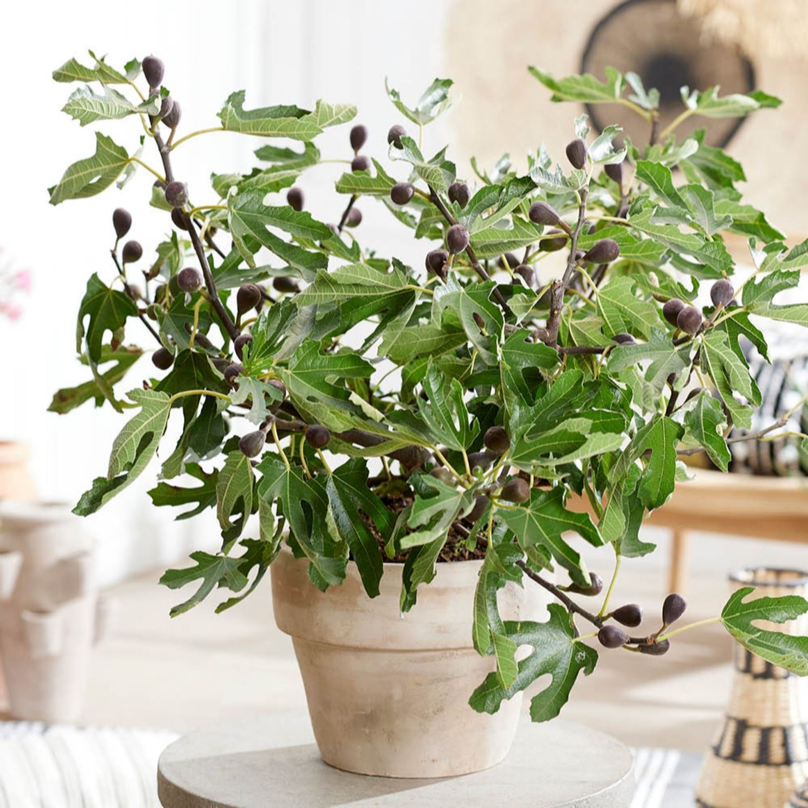 Yougarden Purple Ficus 'Little Miss Figgy' In A 3L Pot