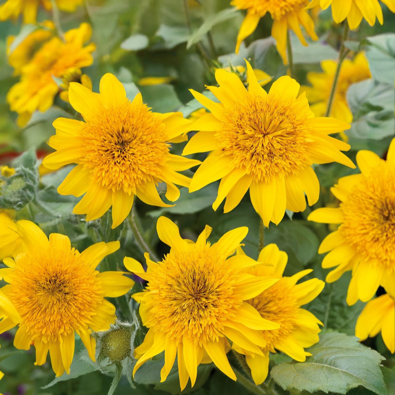 Plants 2 Gardens Yellow Plants2gardens Helianthus Sunfinity Double 3X2ltr