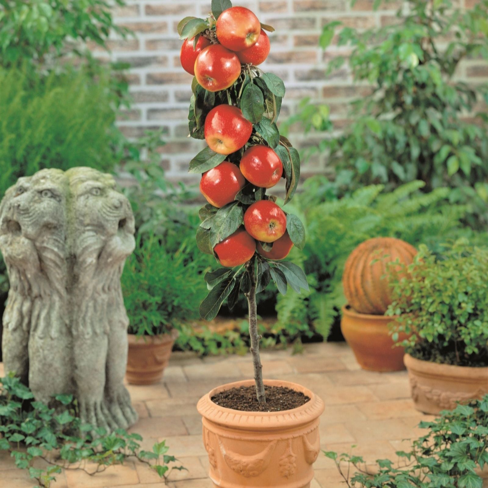Thompson & Morgan - Mini Apple Tree - Gala - 9cm Pot - Red - Image 5
