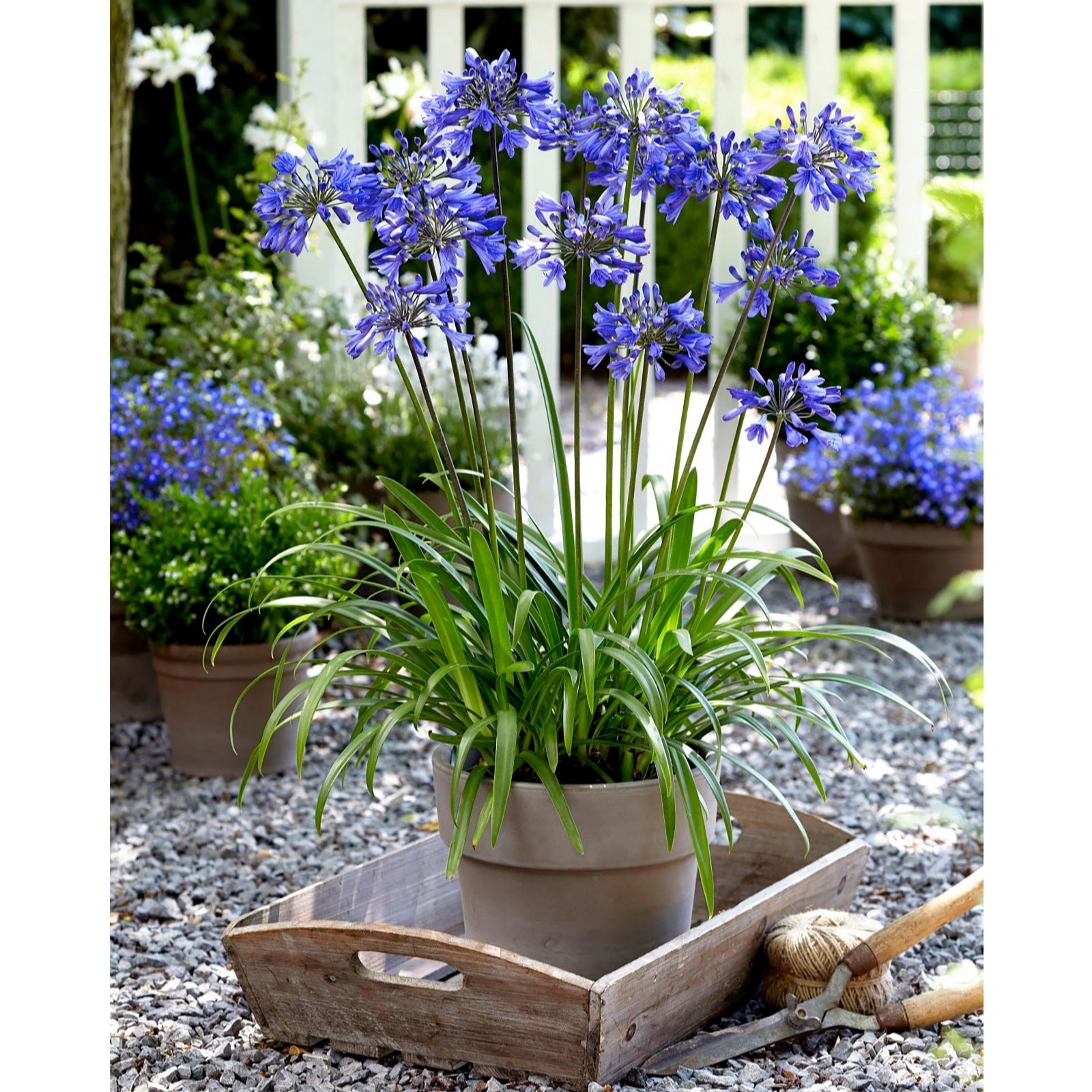 Thompson & Morgan Blue/White Agapanthus X6 Bare Roots With Pot & Saucer