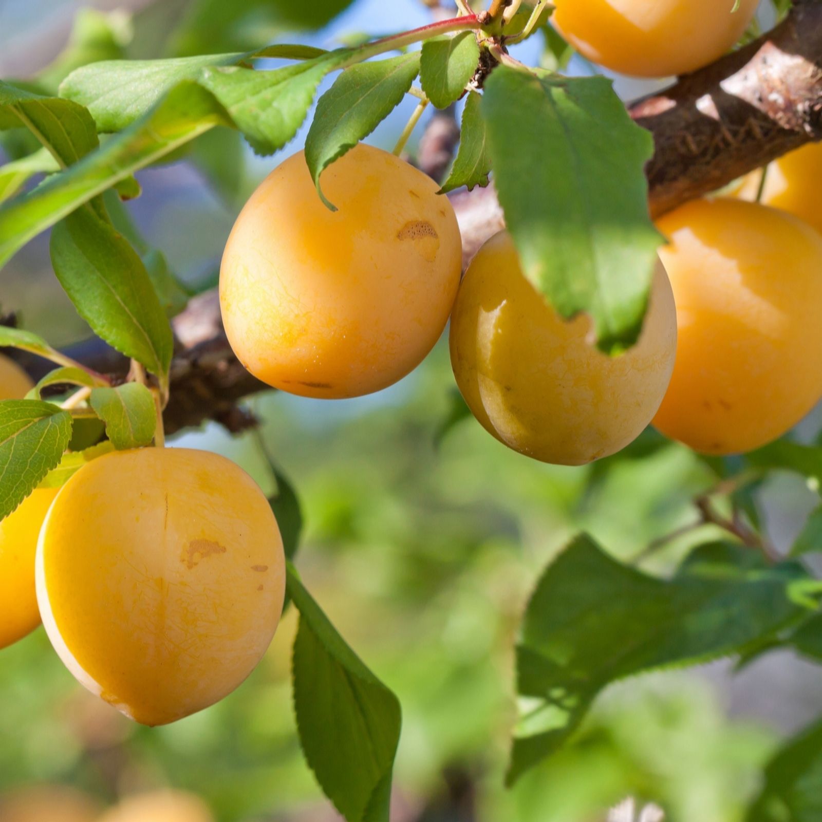 Yougarden Yellow/White Patio Tree Plum Golddust Bare Root