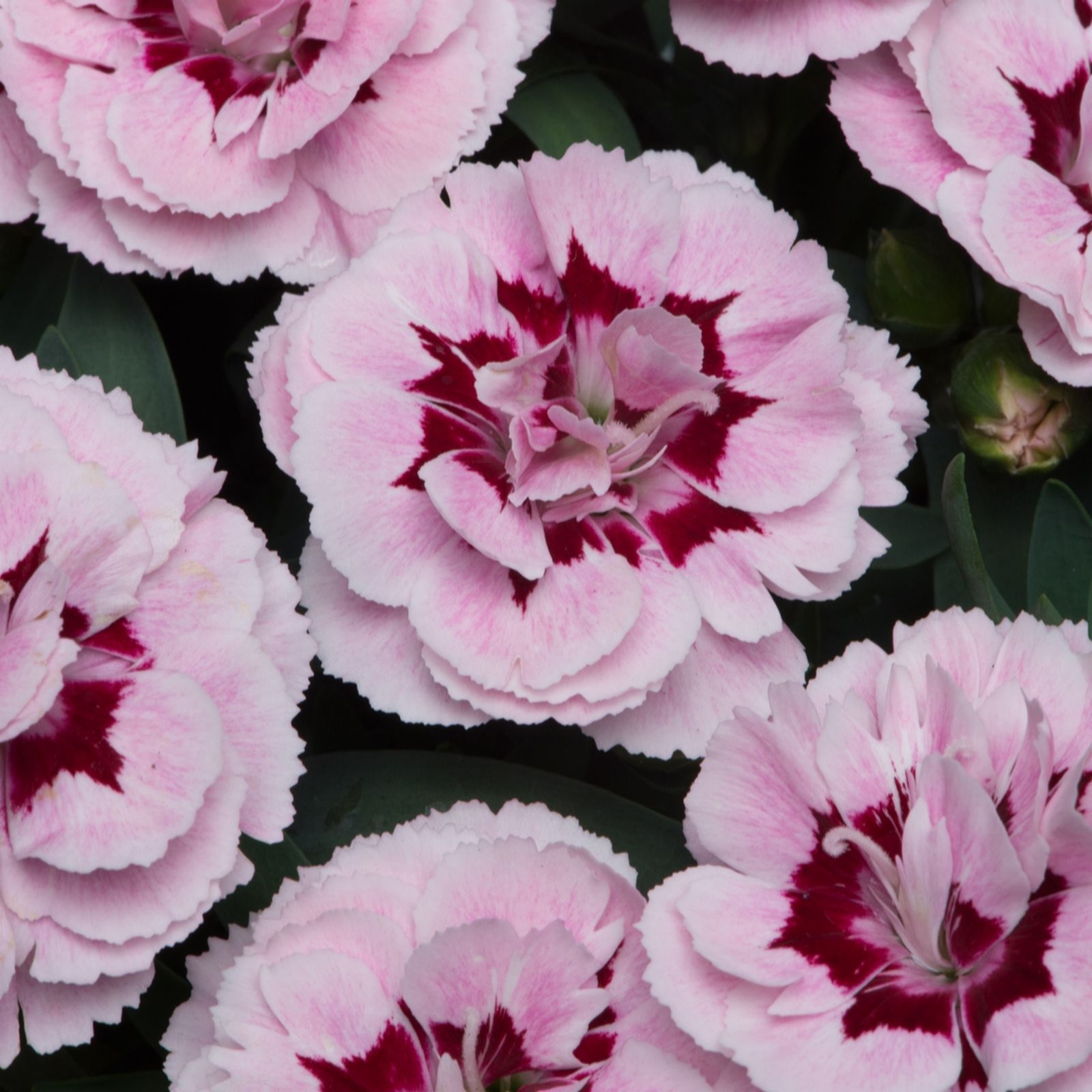Plants 2 Gardens Purple/Pink Plants2gardens Dianthus Oscar Collection