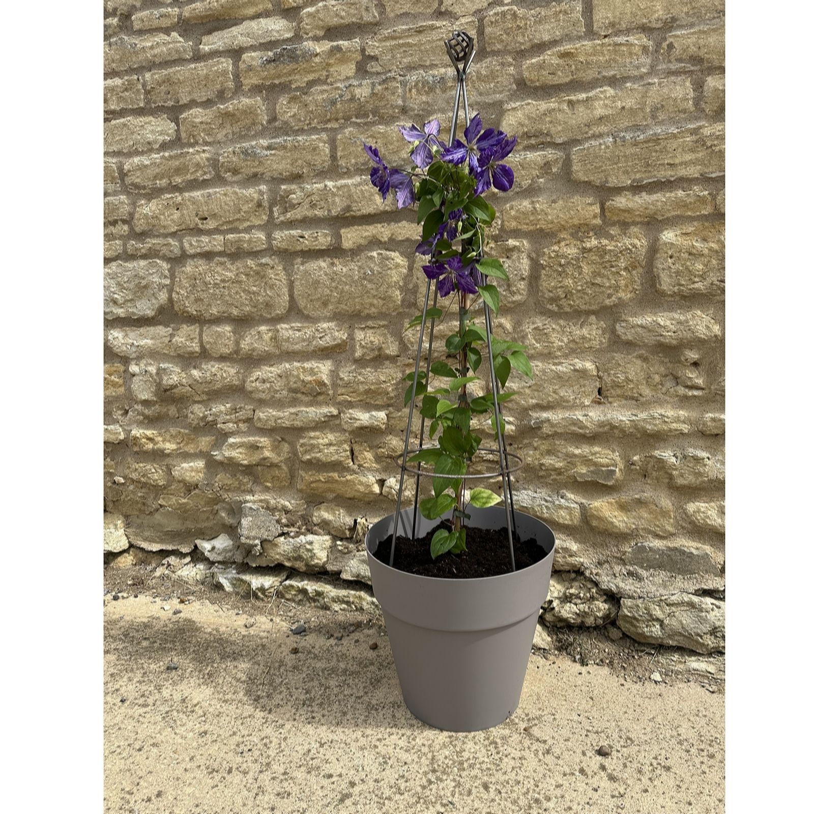 Plants 2 Gardens Plants2gardens Obelisk Pair