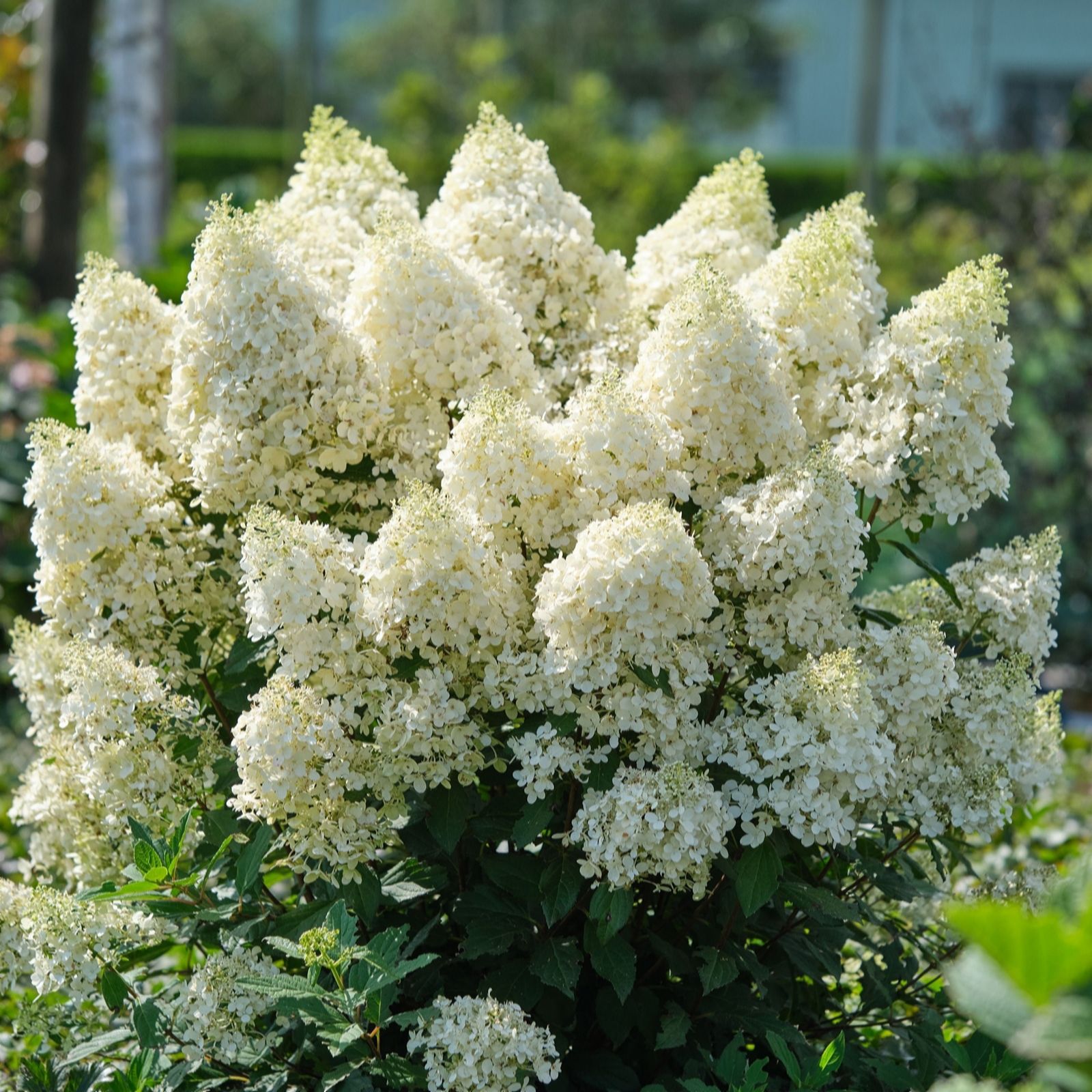 Yougarden Green/White Hydrangea Magical Matterhorn In A 3L Pot
