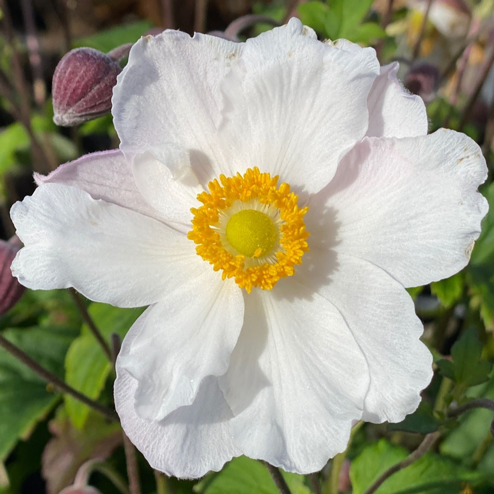 Richard Jackson White/Yellow/Dark Anemone Hupehensis Fantasy Elsa 2Lt