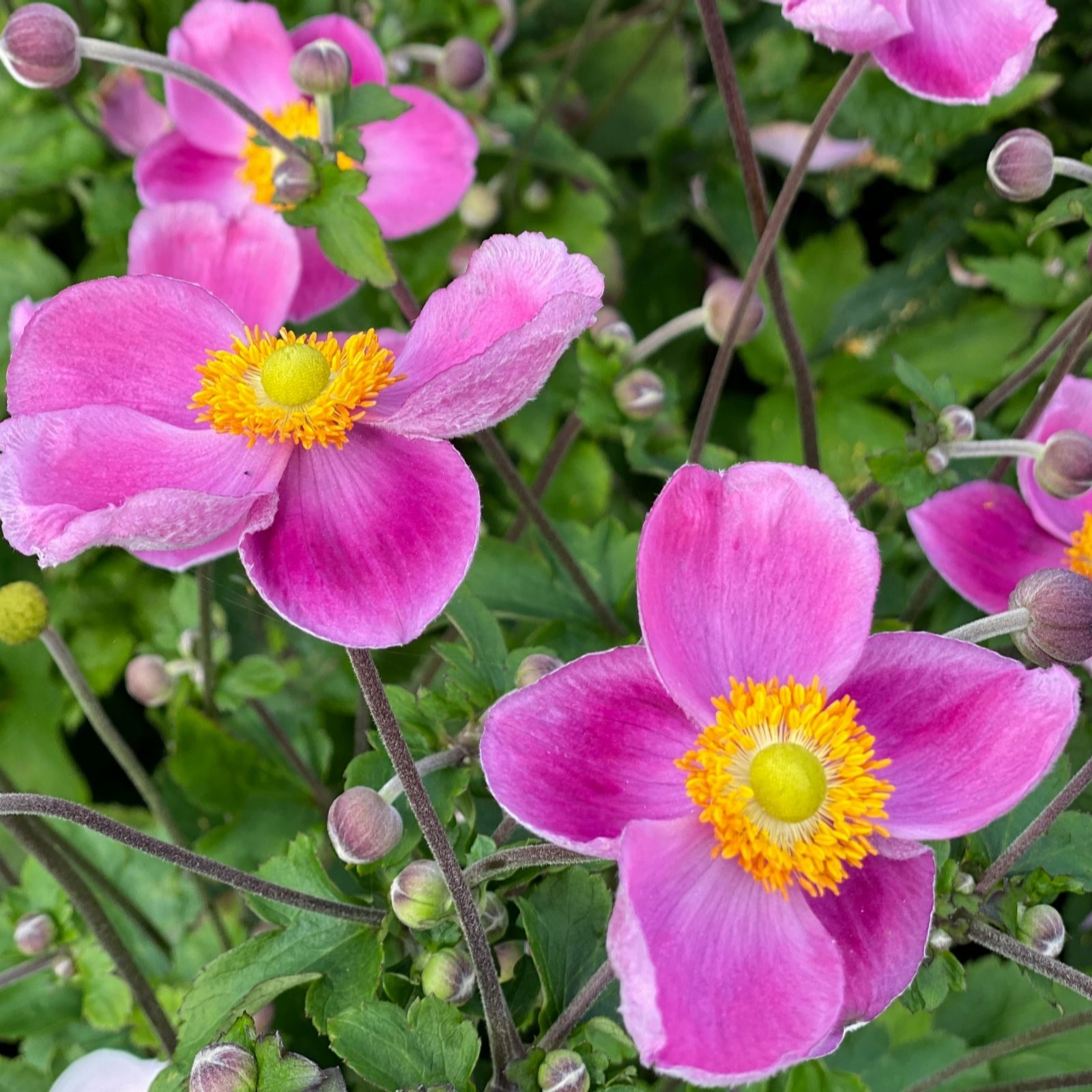 Richard Jackson Pink Anemone Royal 2L Pot