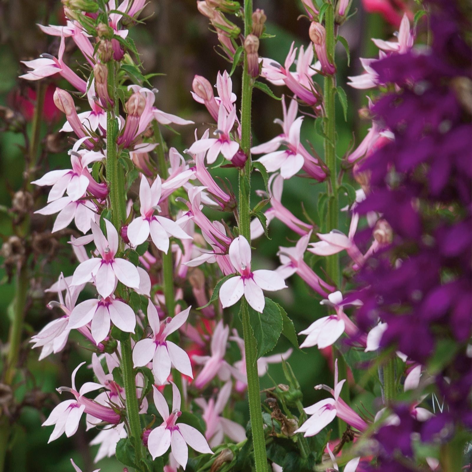 Plants 2 Gardens Pink/Dark/Purple Plants2gardens Lobelia Collection 3 X 9Cm