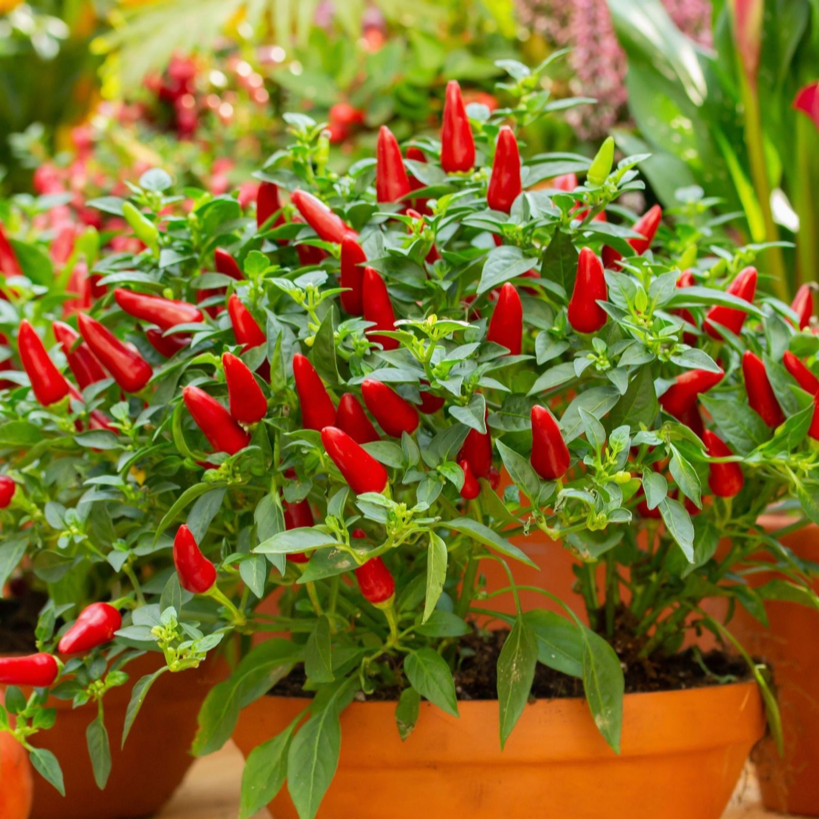 Suttons Red Thompson & Morgan Pepper (Chilli) Windowsill Fiery Flames 2 Litre P...