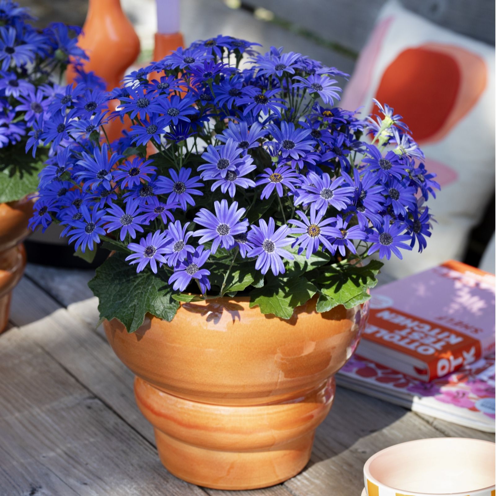 Plants 2 Gardens Plants2gardens Pericallis Pop Collection 3 X 10.5Cm
