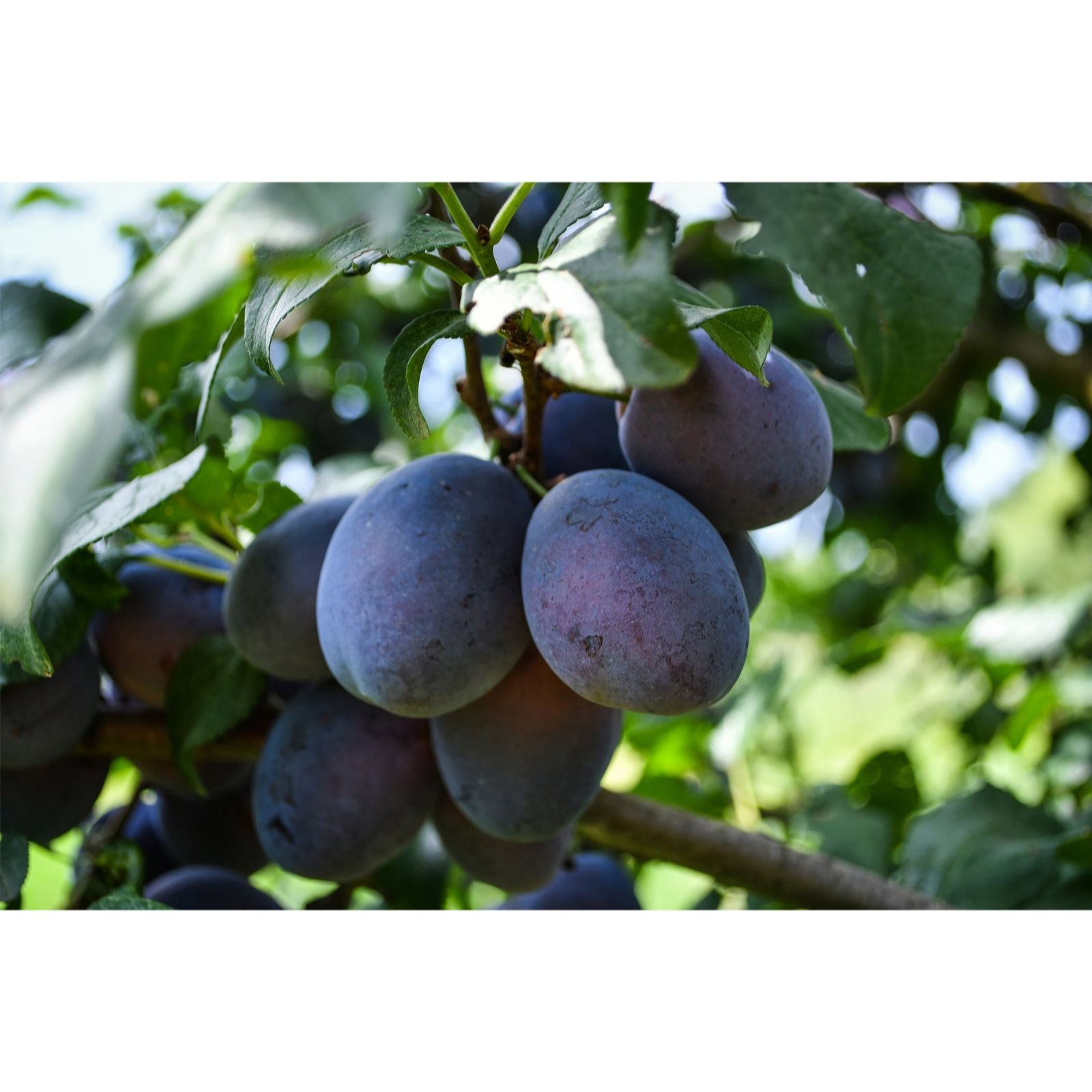 Thompson & Morgan 1 Plum 'Black Amber' plant in 9cm pot (Ferlinane Rootstock)