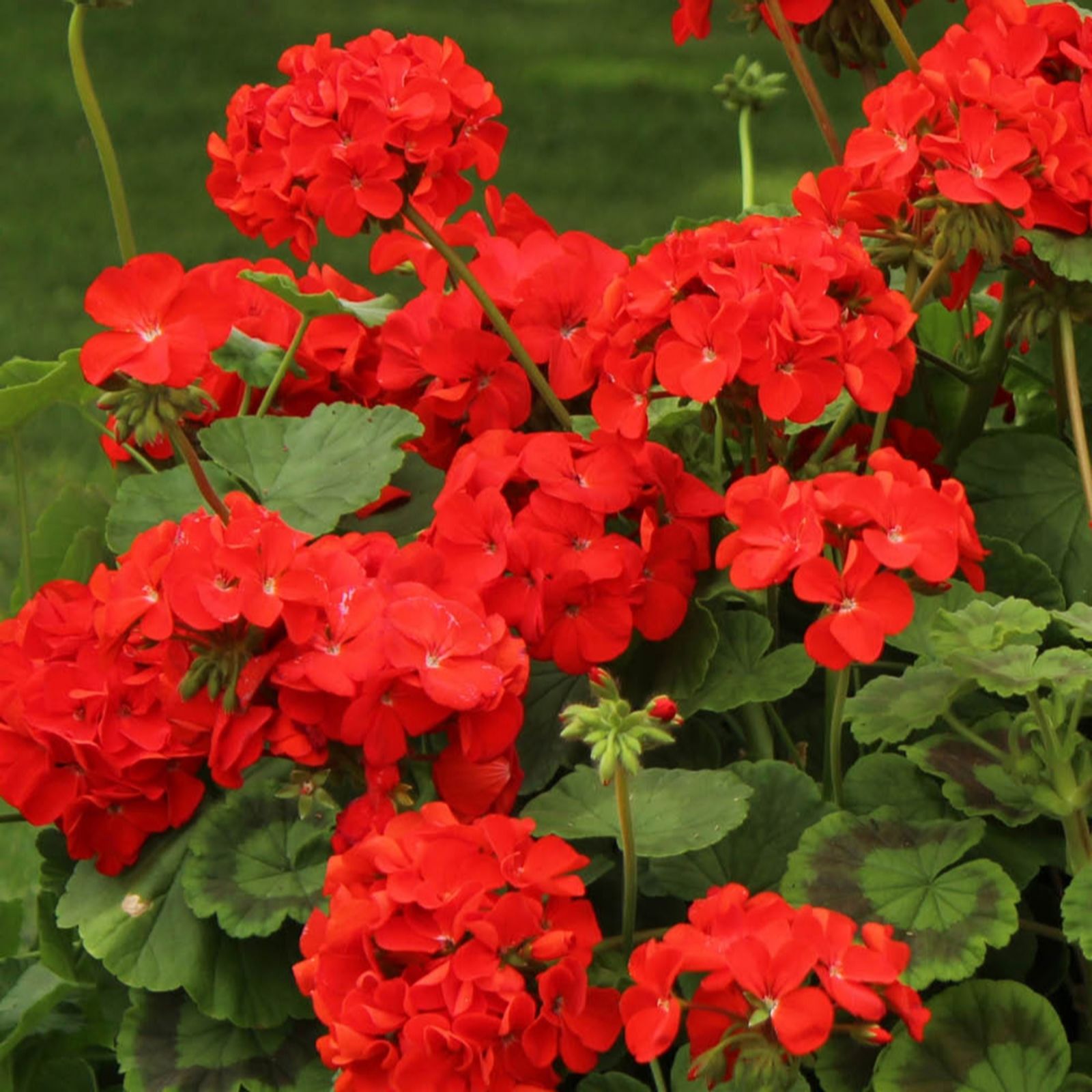 Yougarden Red Geranium Fire Queen Plug Plants X24