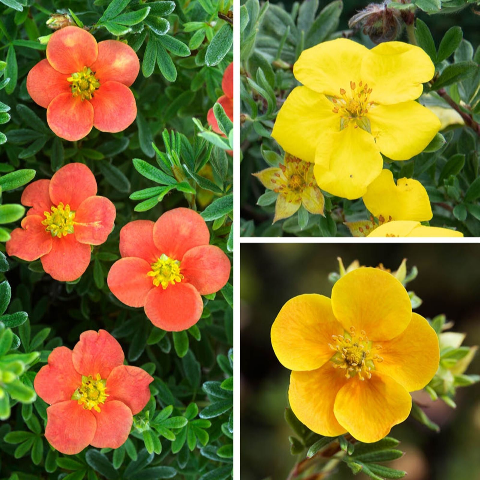 Yougarden Red/Golden/Yellow Potentilla Collection In 9Cm Pots X3