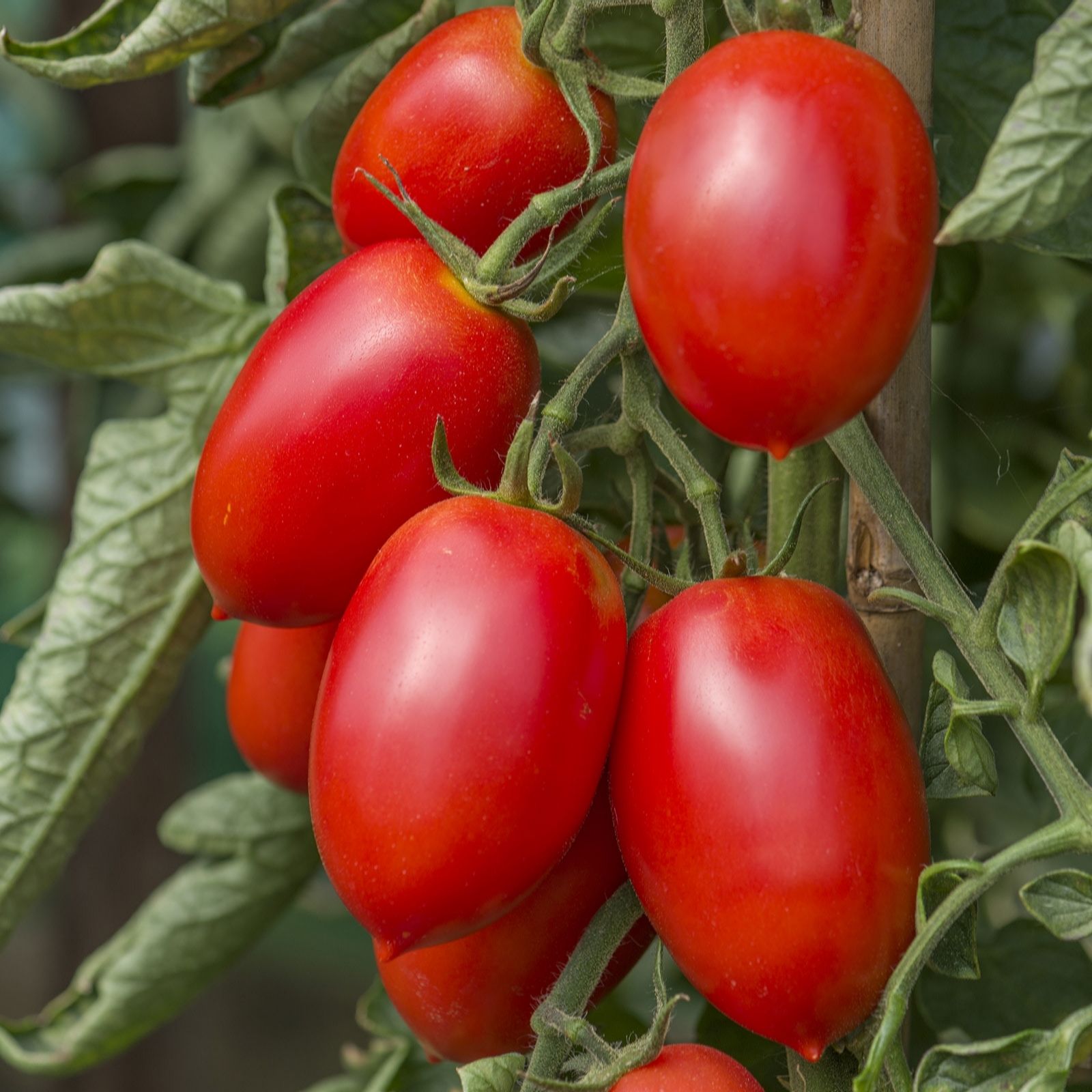 Plants 2 Gardens Red/Golden Plants2gardens Chefs Tomato Selection 3 X 7Cm