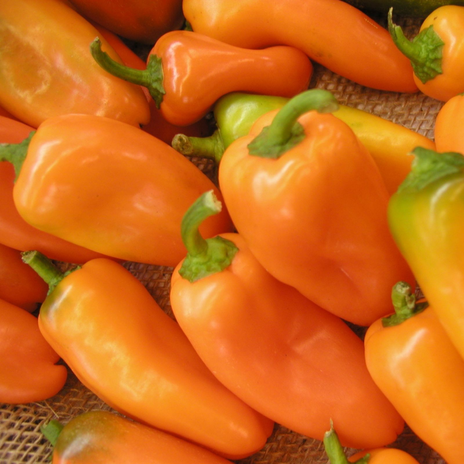 Thompson & Morgan Orange Pepper (Sweet) Hamik 2 Litre Pot X1