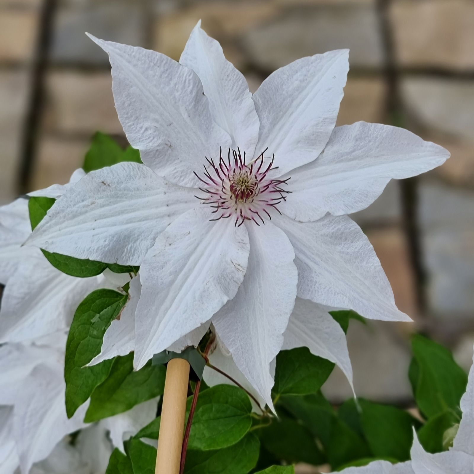 Plants 2 Gardens White/Red Clematis Sparkler 2Ltr