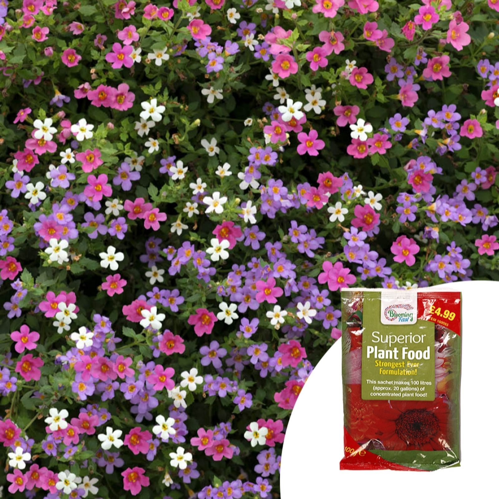 Yougarden Bacopa 'Topia Mix' Garden Ready Plants X20 & 100G Fertiliser