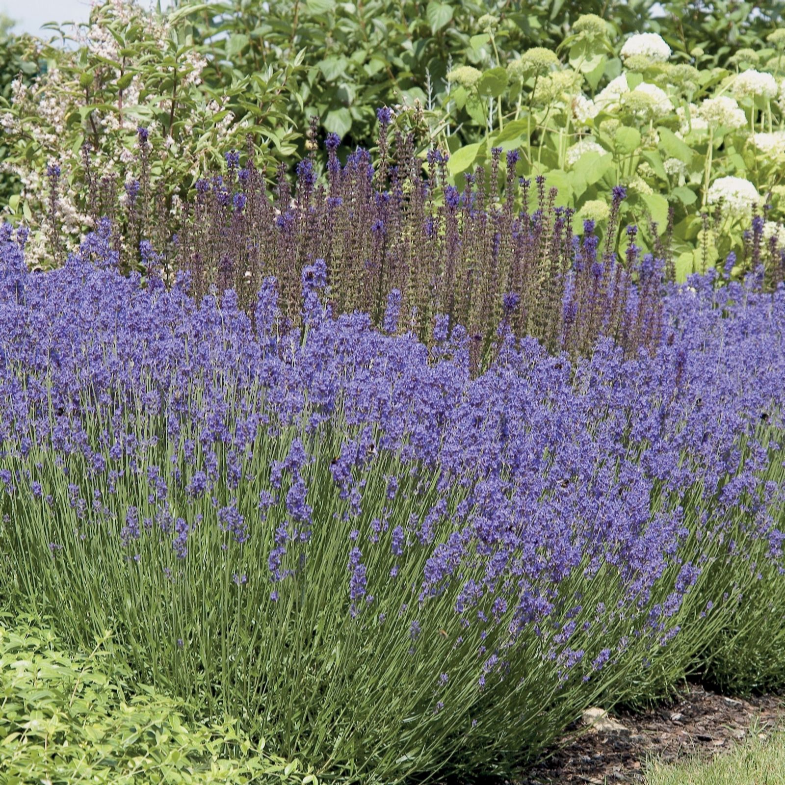 Suttons Lavender Hidcote 3 Litre Pot X 1