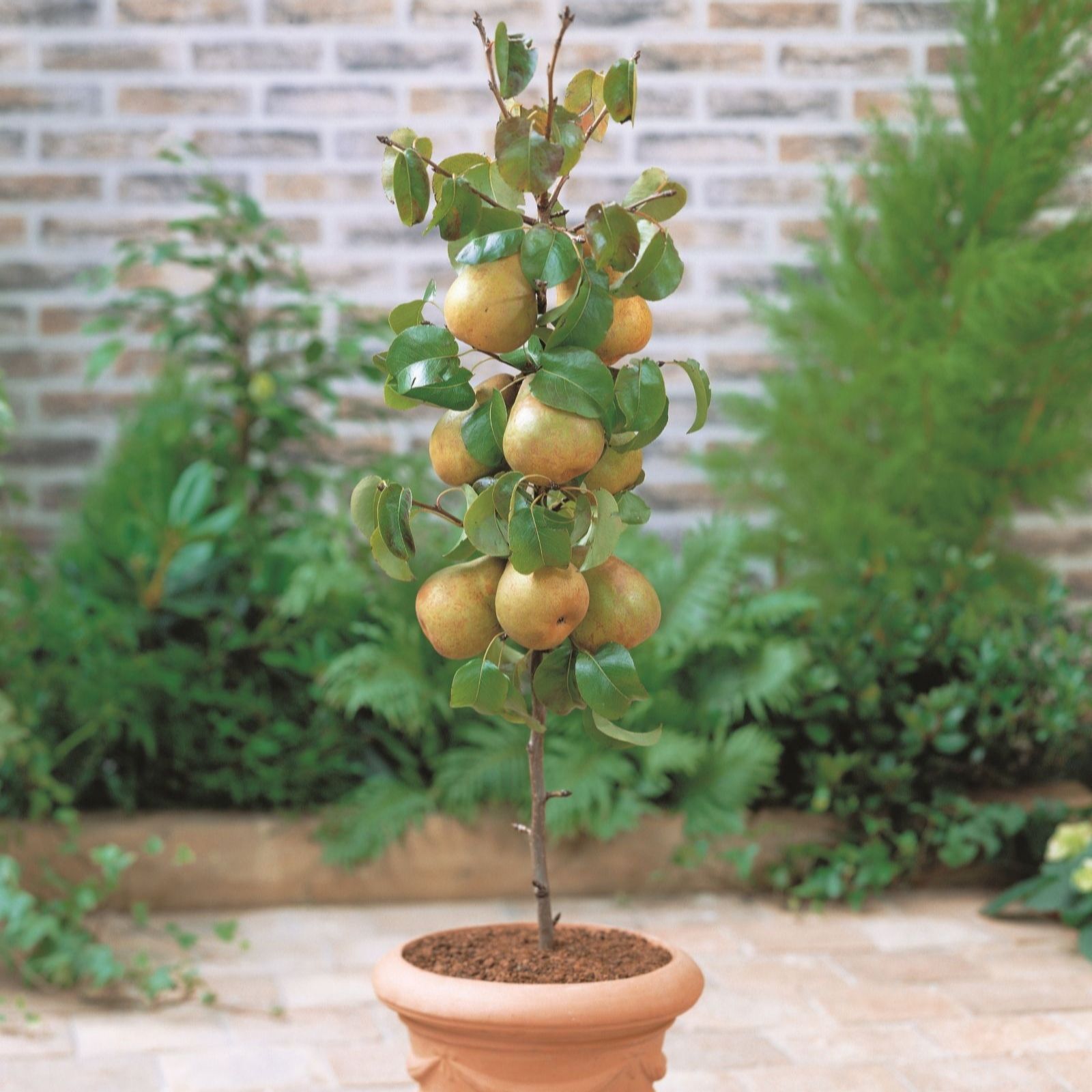 Thompson & Morgan 1 x 9cm potted apple Golden Delicious plant (P22 Rootstock)