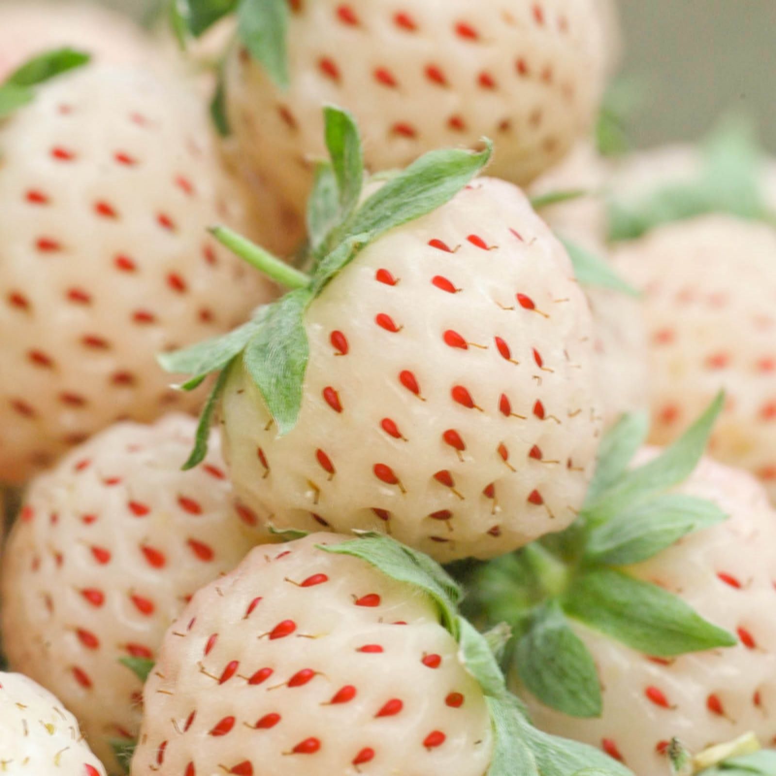Yougarden White Strawberry 'Pineberry' 9Cm Pots X3