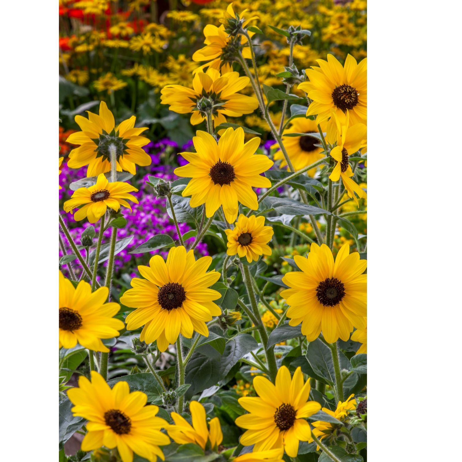 Hayloft Plants Yellow/Dark Helianthus Sunfinity Eternal Summer 3X Young Plants