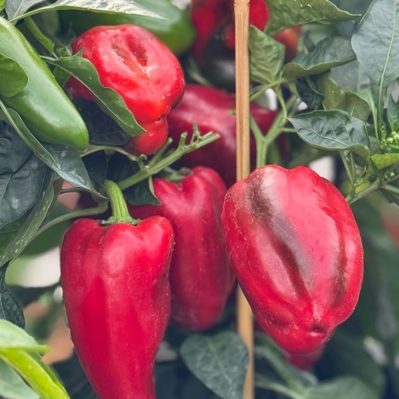 Thompson & Morgan Green/Red Suttons Pepper (Sweet) Virtue 2 Litre Pot X1