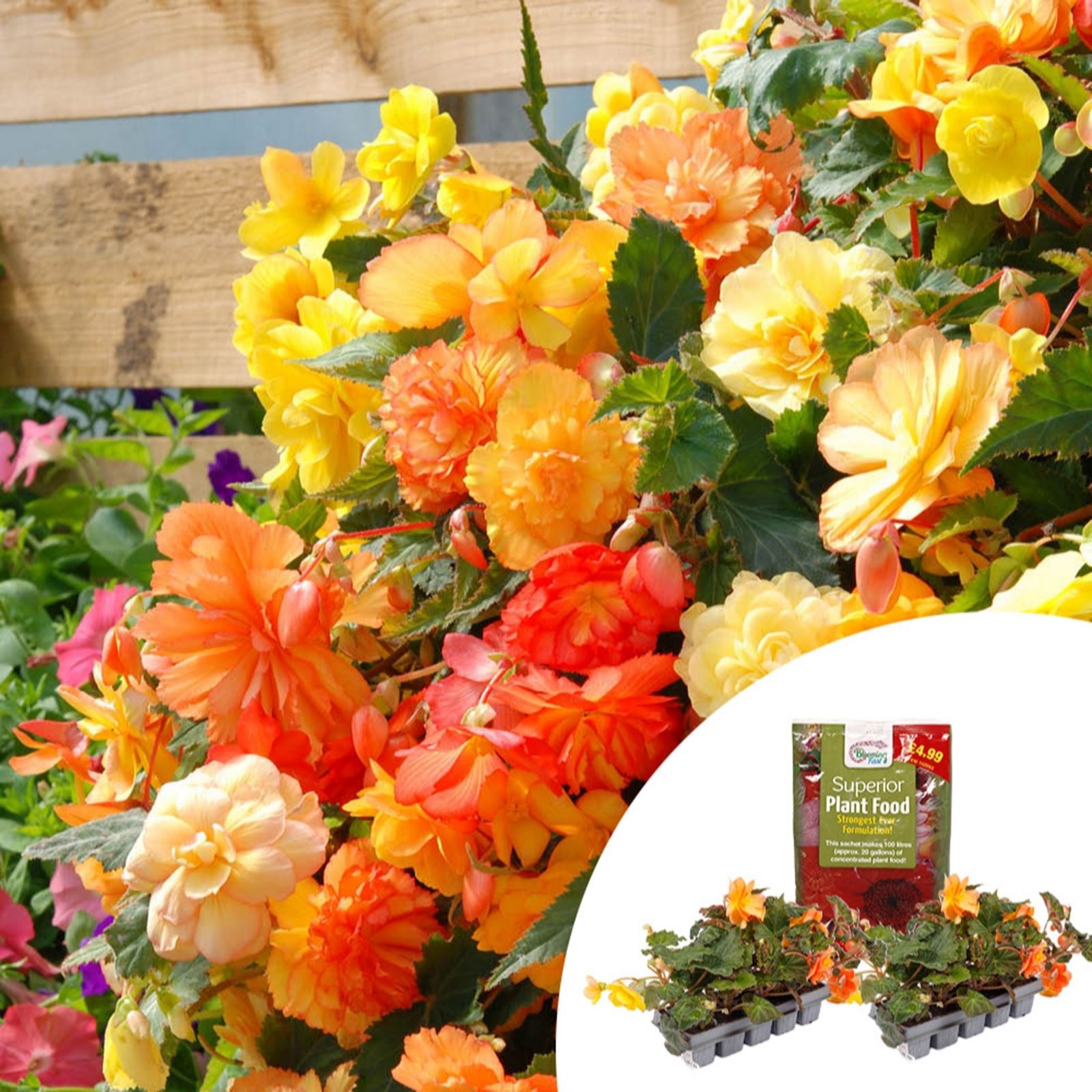 Yougarden Yougardenbegonia 'Apricot Fiery Shades' X20 & 100G Fertiliser