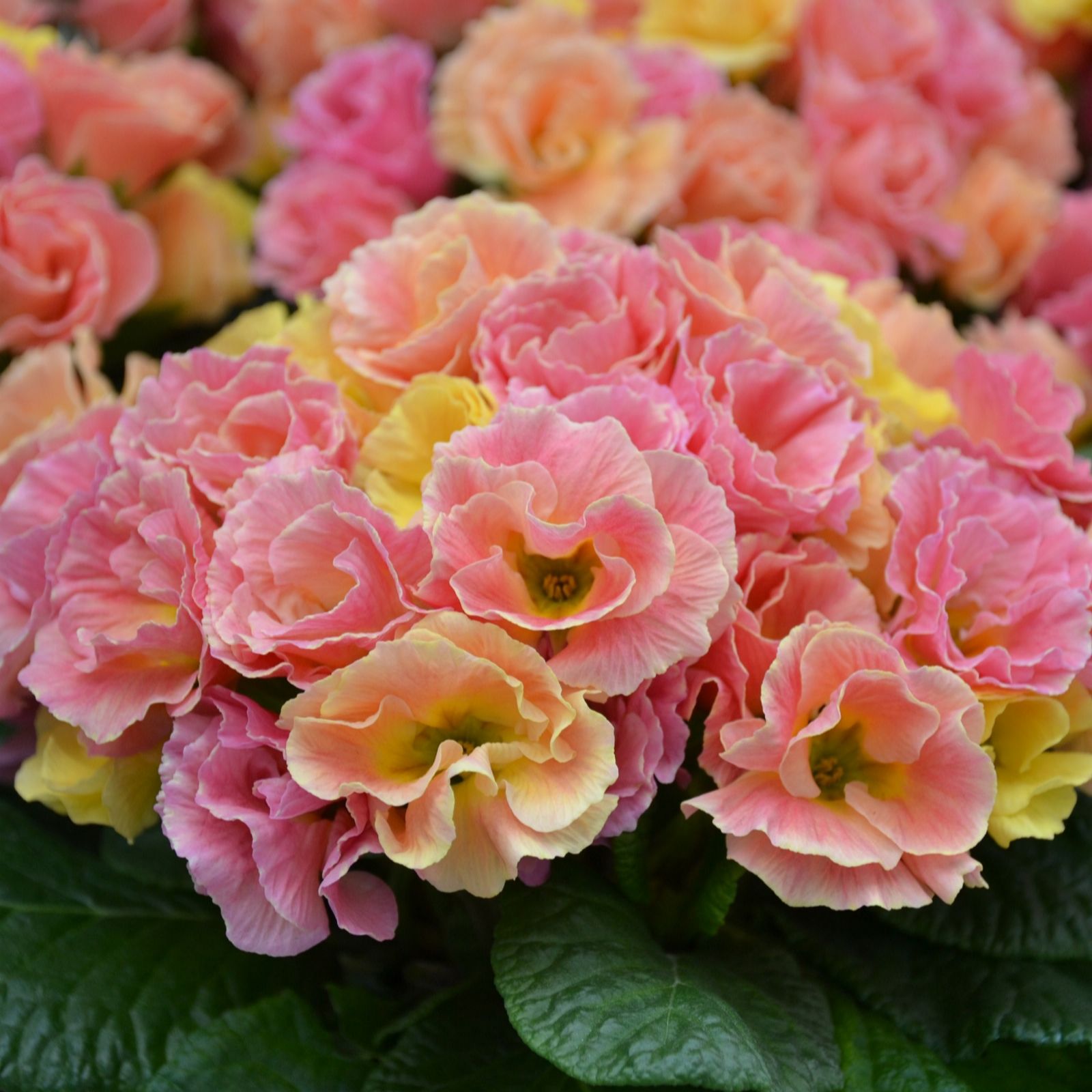 Richard Jackson Peach Nursery Fresh Rose Scented Melba Primrose 5X 6Cm