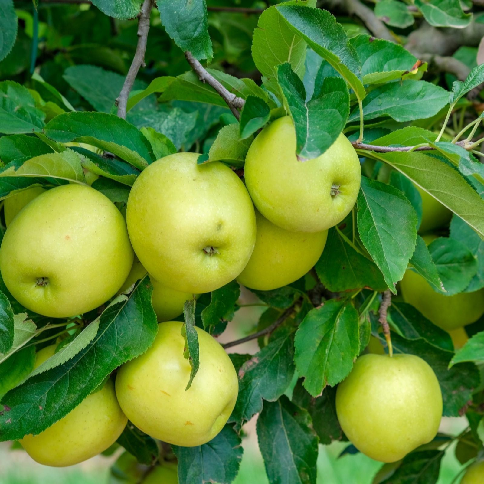 Thompson & Morgan Yellow/Golden Apple (Malus) Mini 9Cm Pot X 1