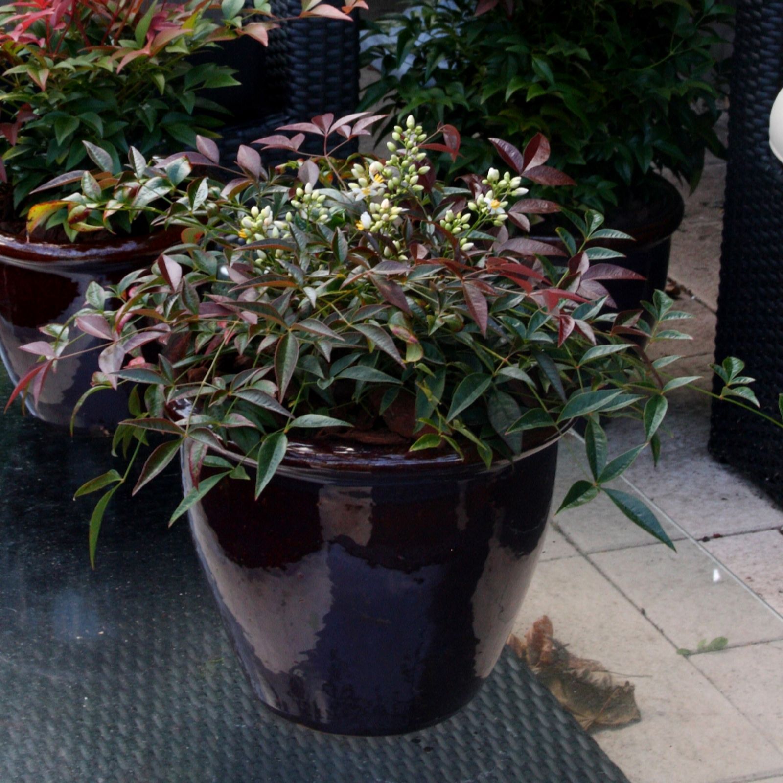 Plants 2 Gardens Red/Purple Plants2gardens Nandina Flirt 3Ltr