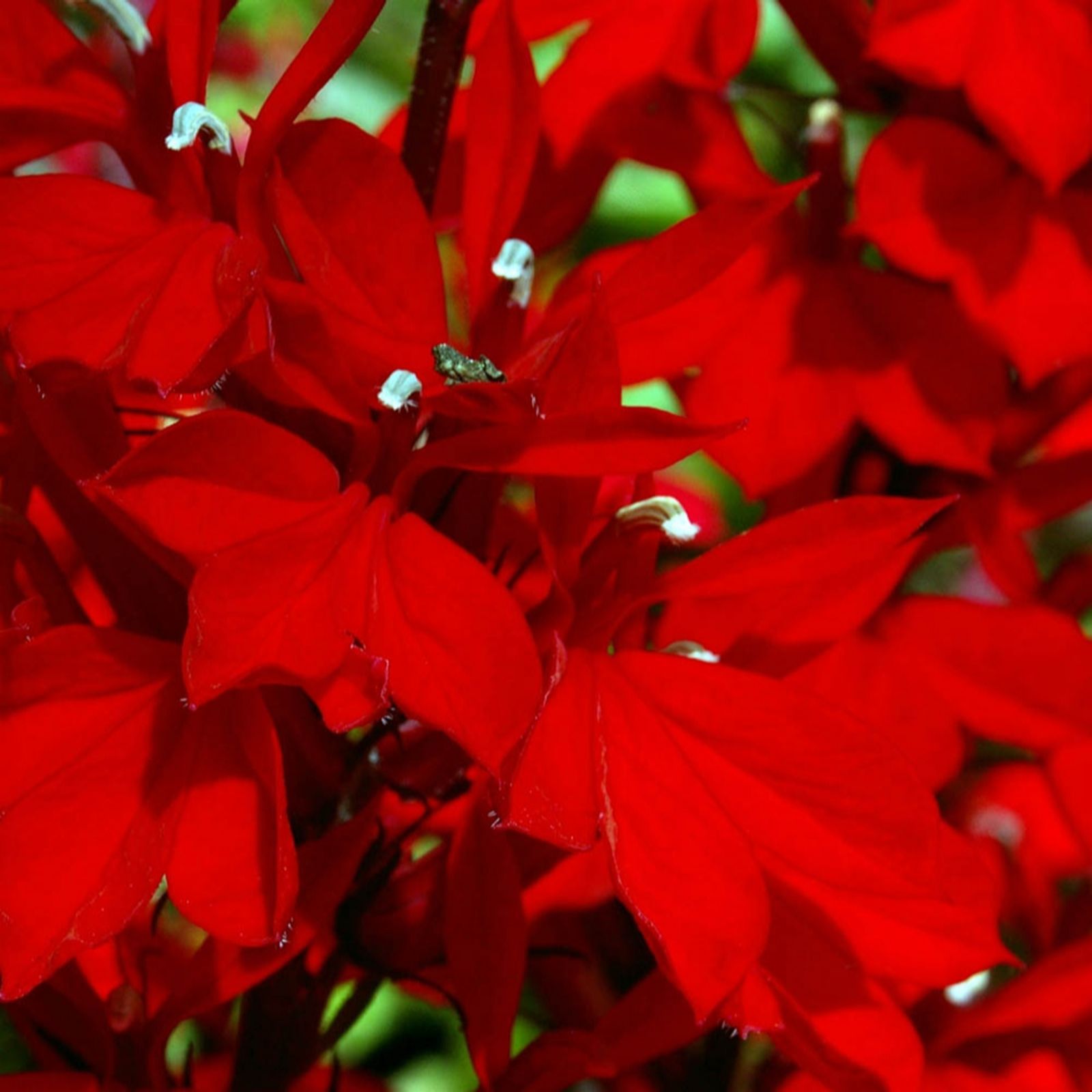 Yougarden Red Lobelia Speciosa Queen Victoria F1 9Cm Pots X3