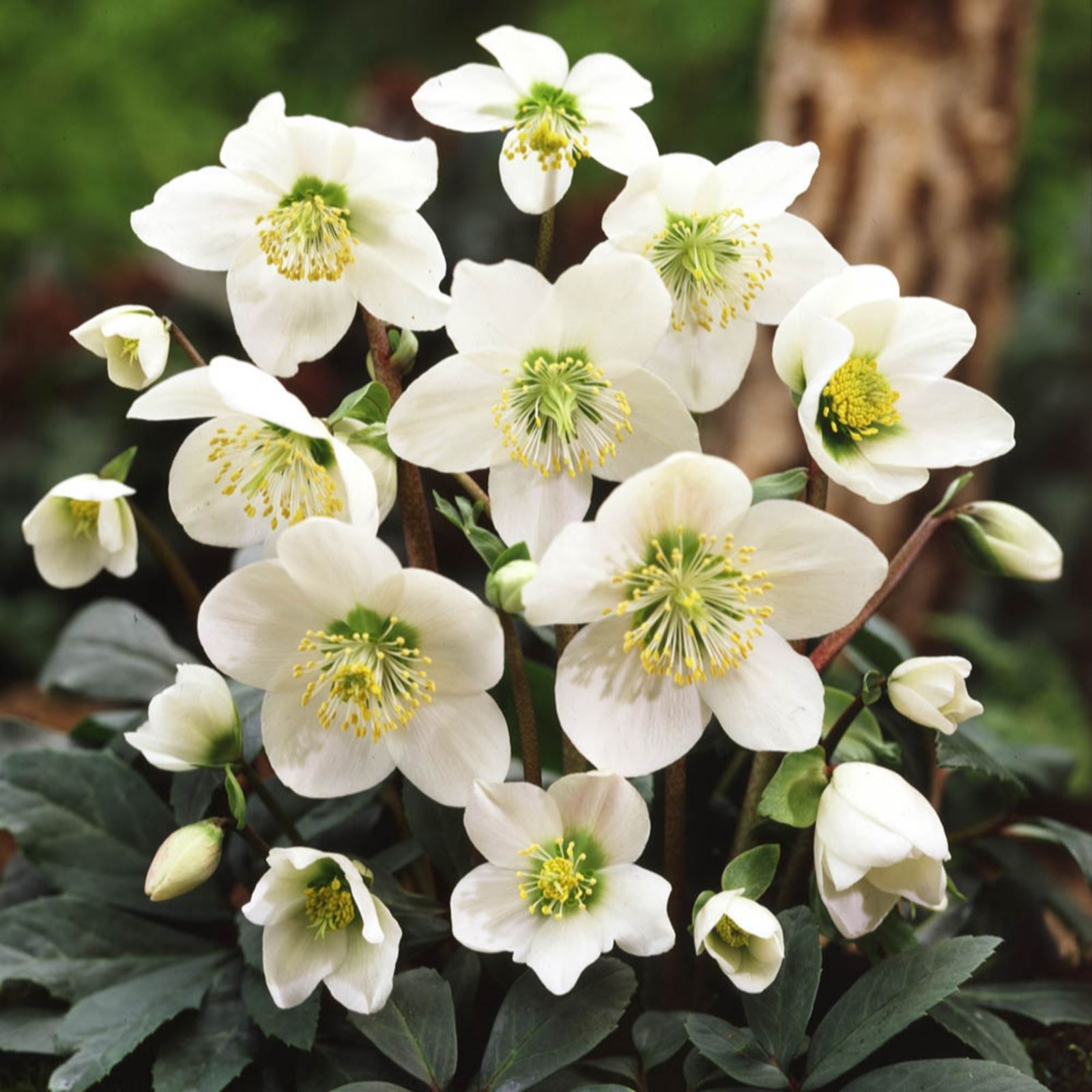 Yougarden White/Pink/Dark Christmas Rose 'Helleborus Niger' In 9Cm Pots X3