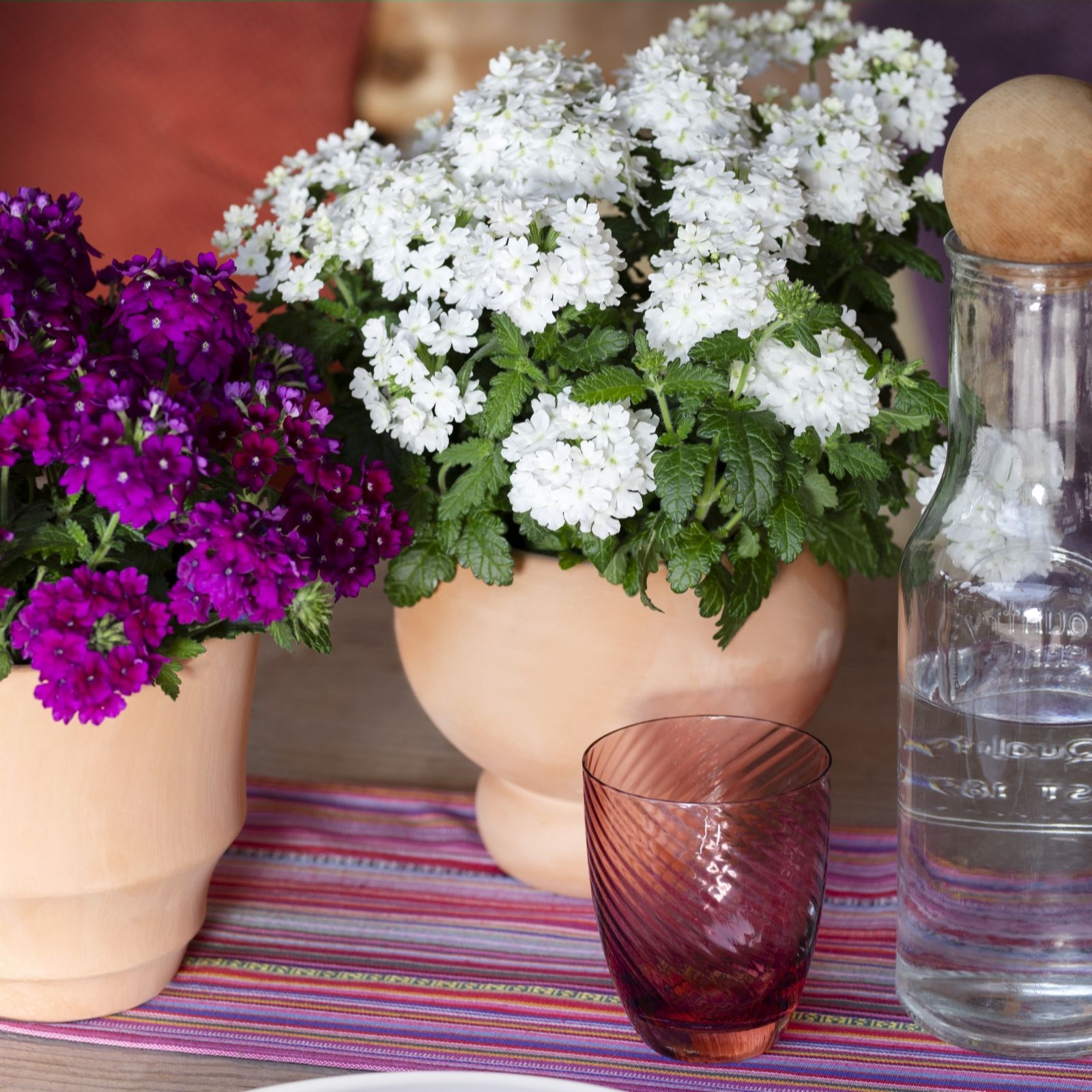 Plants 2 Gardens Plants2gardens Verbena Fuerte Collection 6 X 6Cm