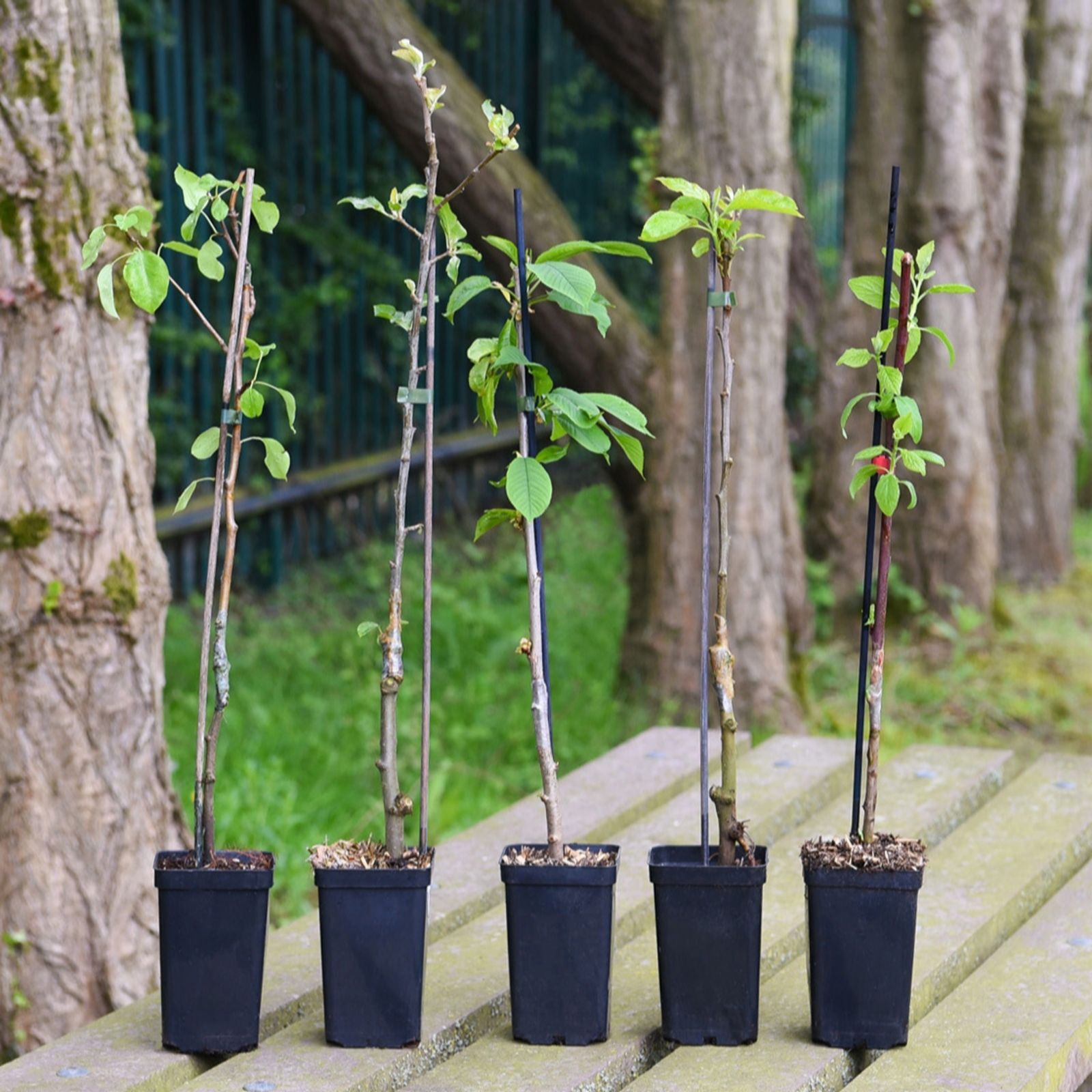 Thompson & Morgan Mini Fruit Collection Plant Pot - 9cm Pots - 5 Pack - Pear, Apple, Cherry, Plum Trees - Image 3