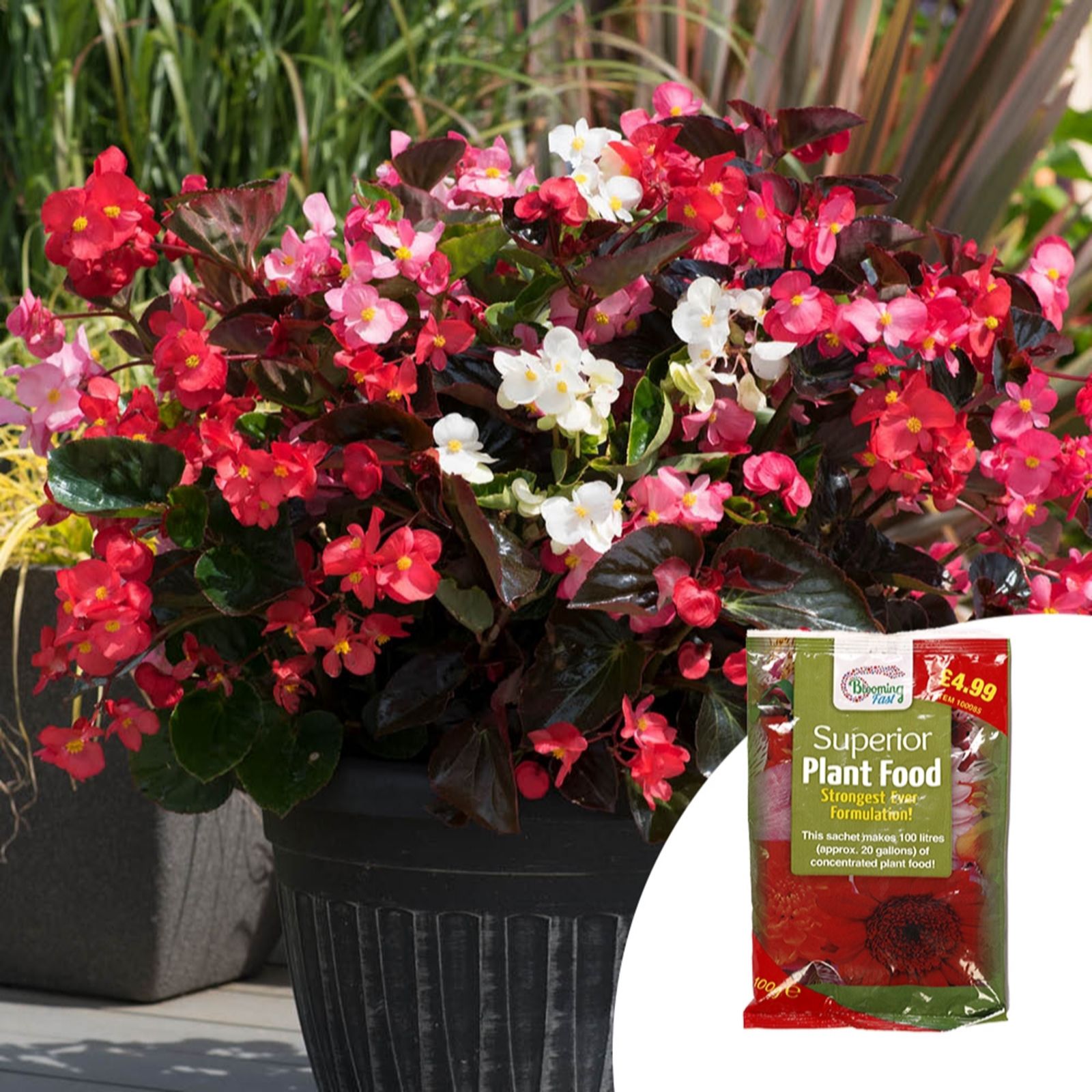 Yougarden Begonia 'Big Mixed' Garden Ready Plants X20 & 100G Fertil...