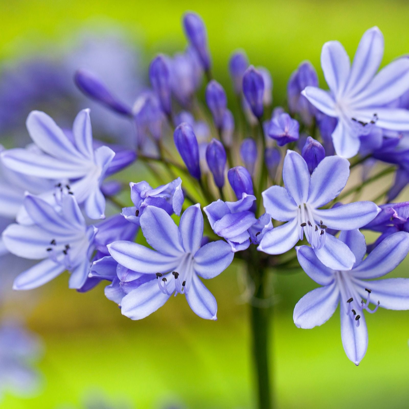 Hayloft Plants Blue Extra Large Agapanthus Sunfield Bare Root