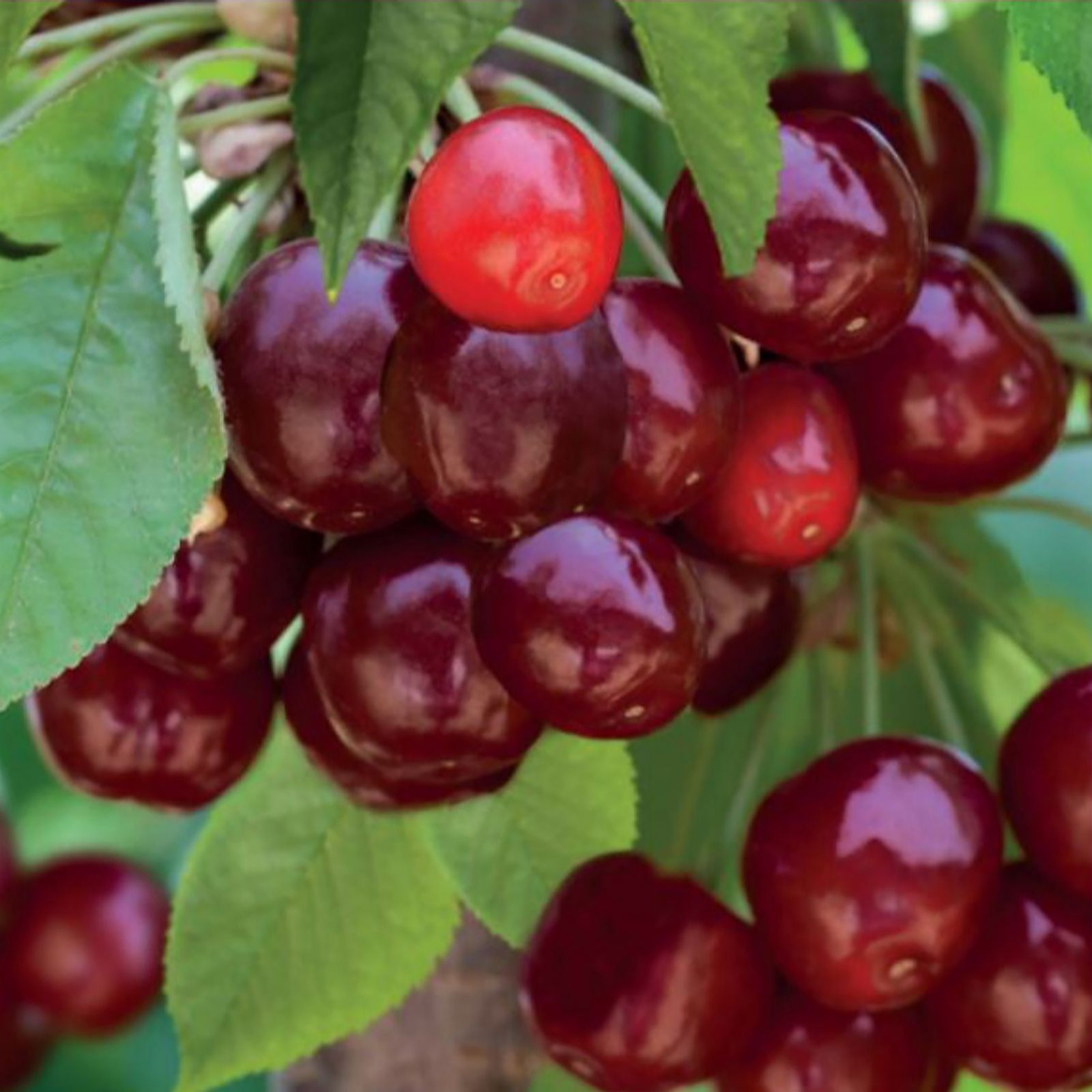 Thompson & Morgan Mini Cherry 'Sylvia' Fruit Plant - Dwarf Rootstock - 9cm Pot - Red Cherries - Image 5