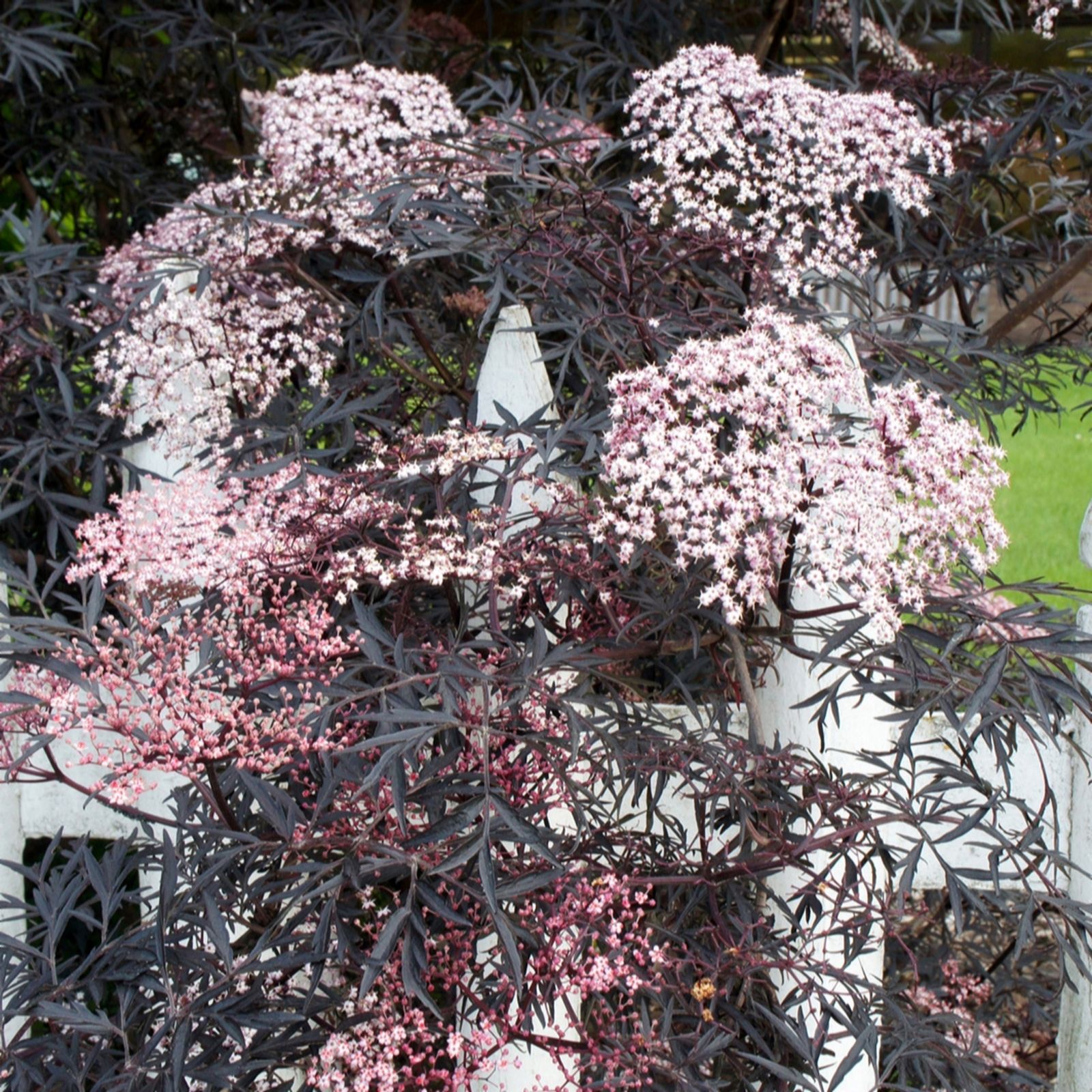 Yougarden Black Sambucus Nigra ' Lace' 2/3L Pot