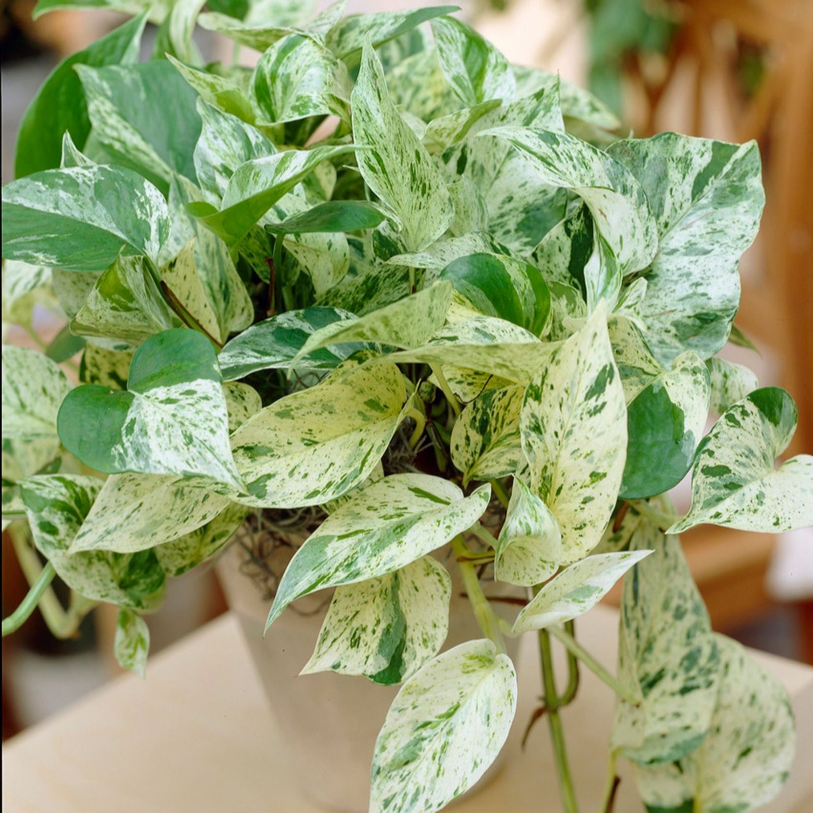 Yougarden Green/White Epipremnum Pinnatum Marble Queen In 12Cm Pot