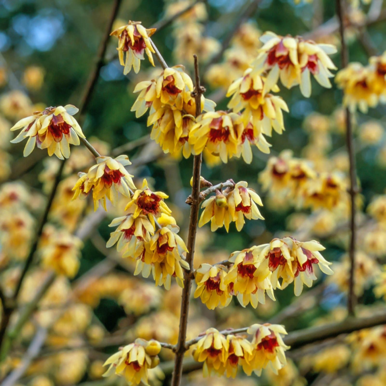 Yougarden Yellow Chimonanthus Praecox In 2L Pots X2