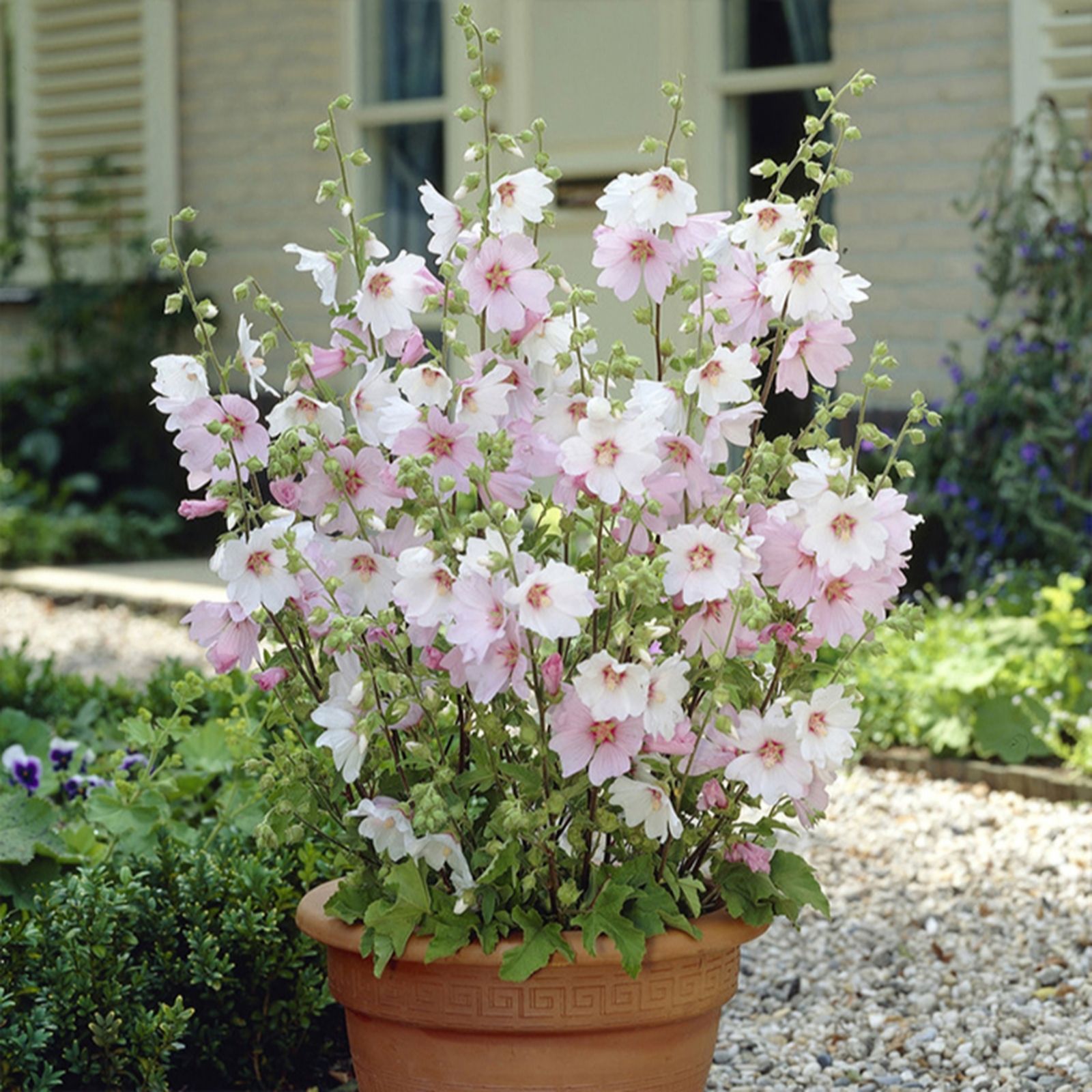 Yougarden Pink You Garden Lavatera Mallow 'Barnsley Baby' In 9Cm Pots X3